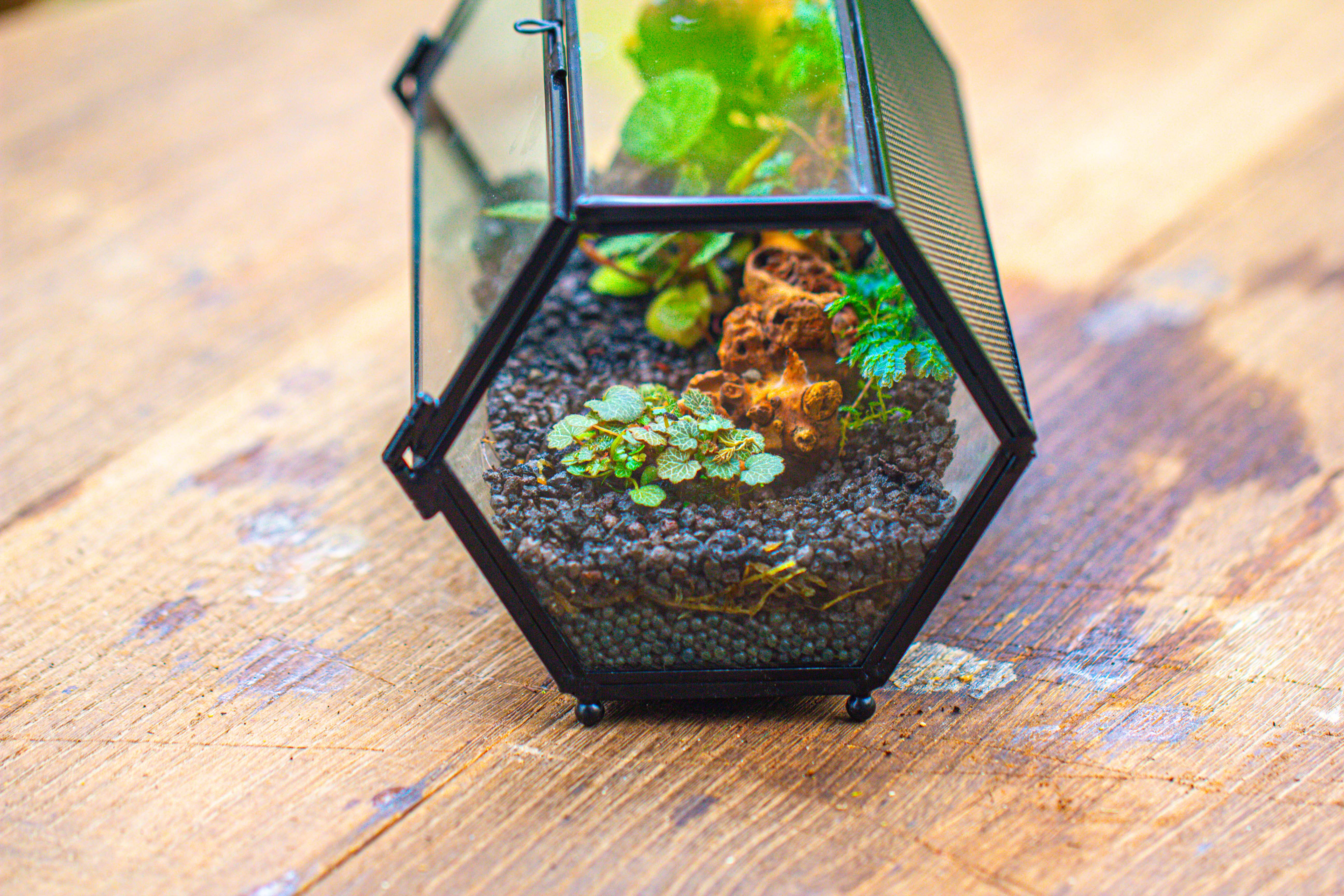NCYP Long Hexagon Mimi  Geometric Terrarium for Spiders and small Insects - NCYPgarden