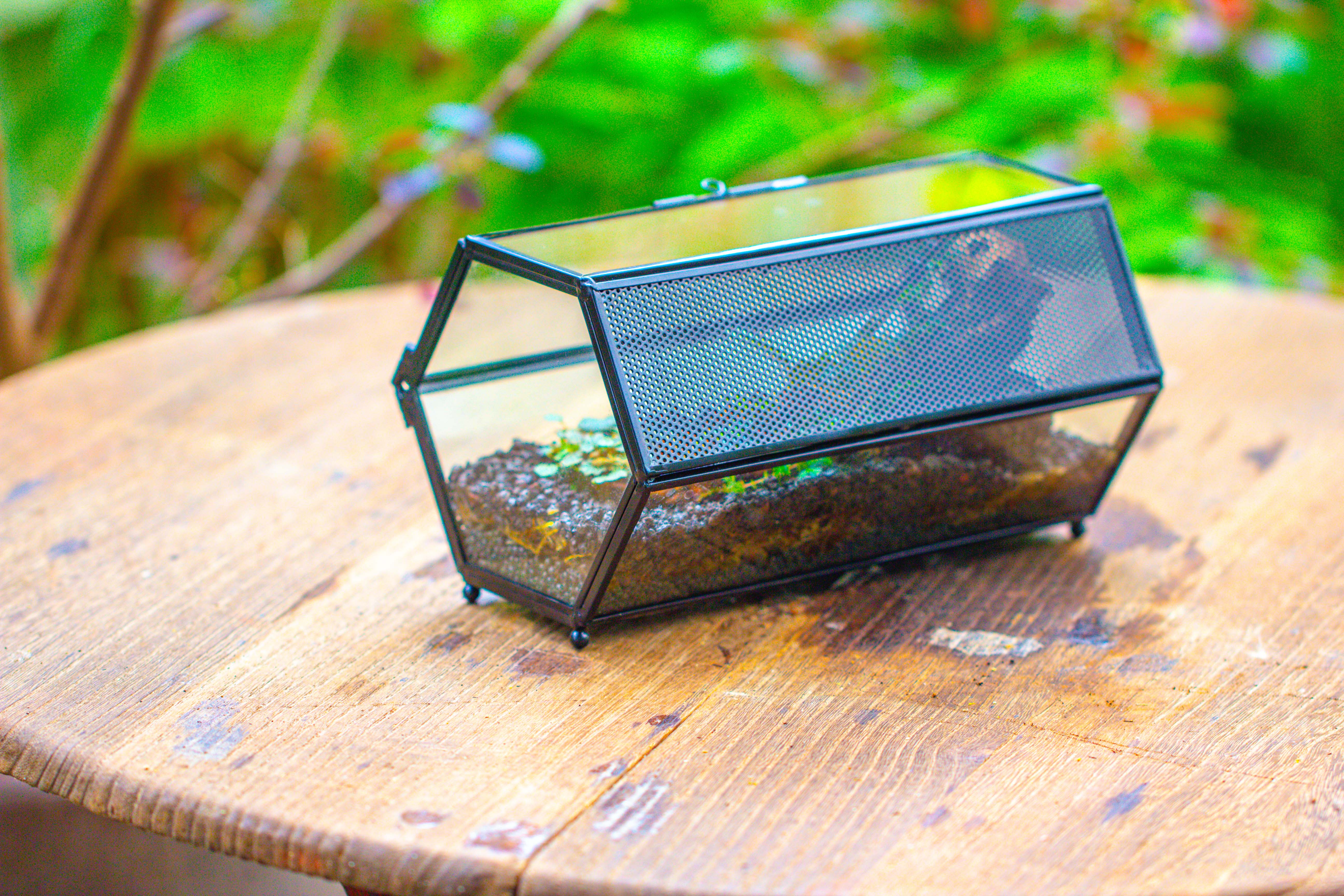NCYP Long Hexagon Mimi  Geometric Terrarium for Spiders and small Insects - NCYPgarden