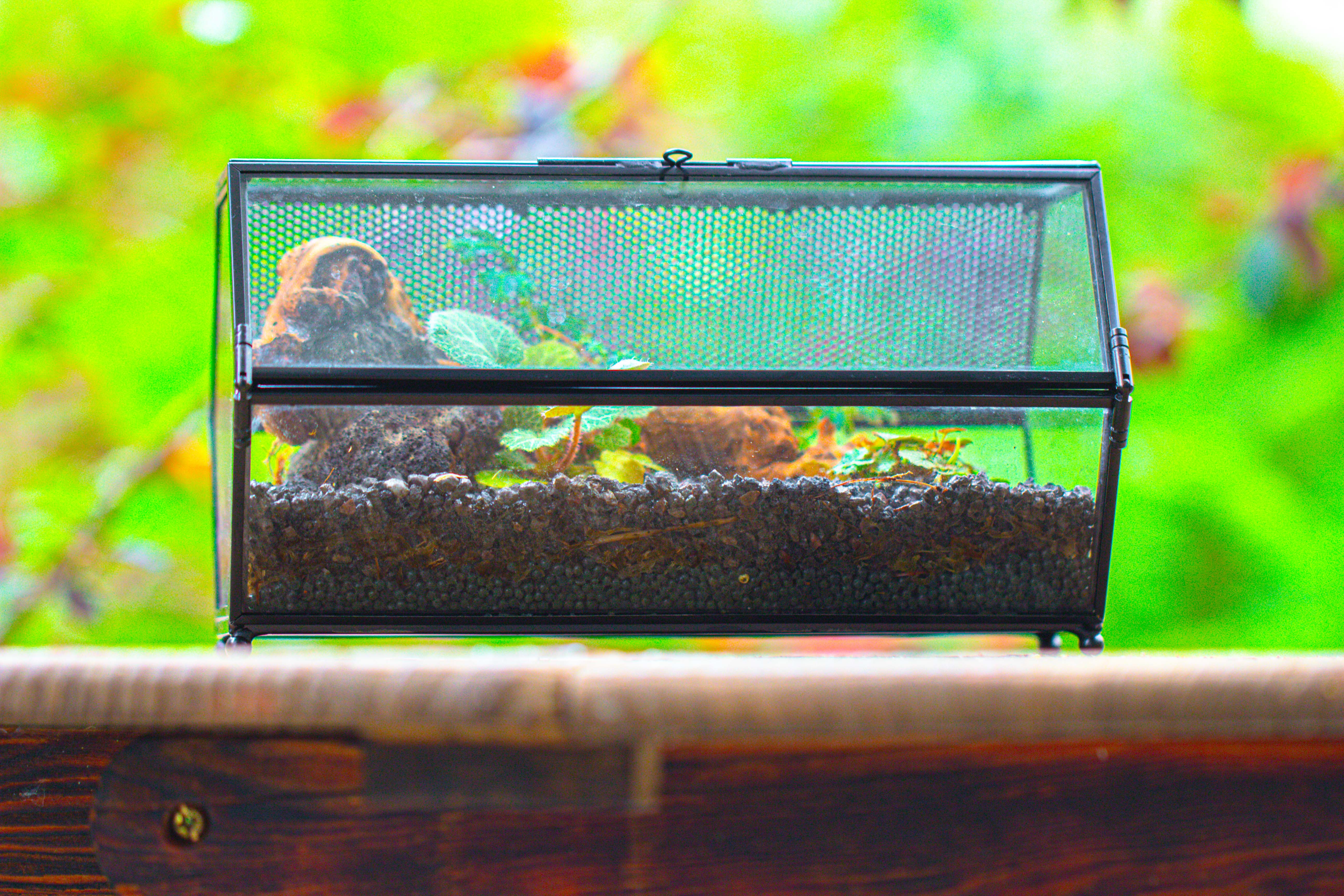 NCYP Long Hexagon Mimi  Geometric Terrarium for Spiders and small Insects - NCYPgarden