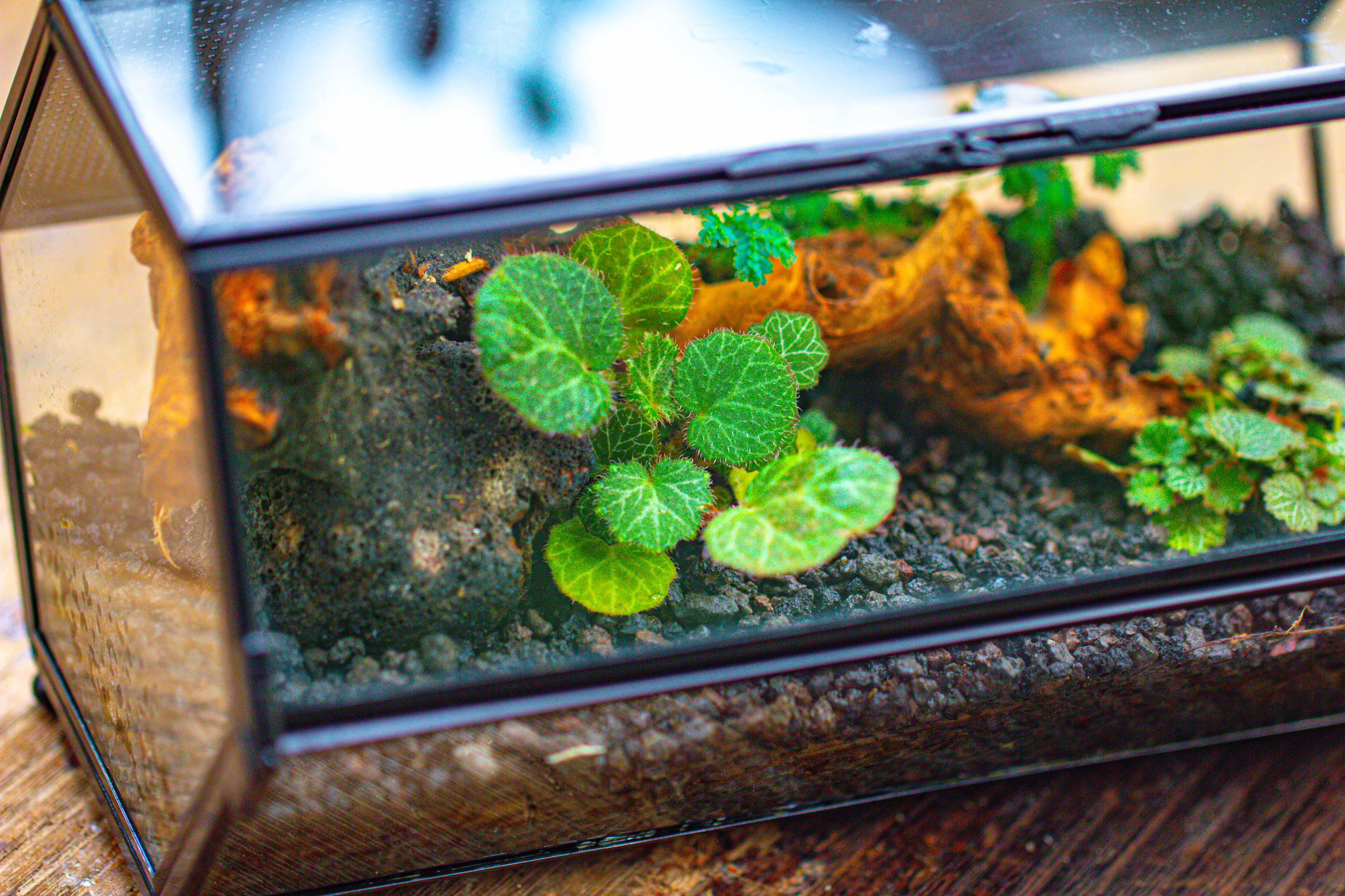 NCYP Long Hexagon Mimi  Geometric Terrarium for Spiders and small Insects - NCYPgarden