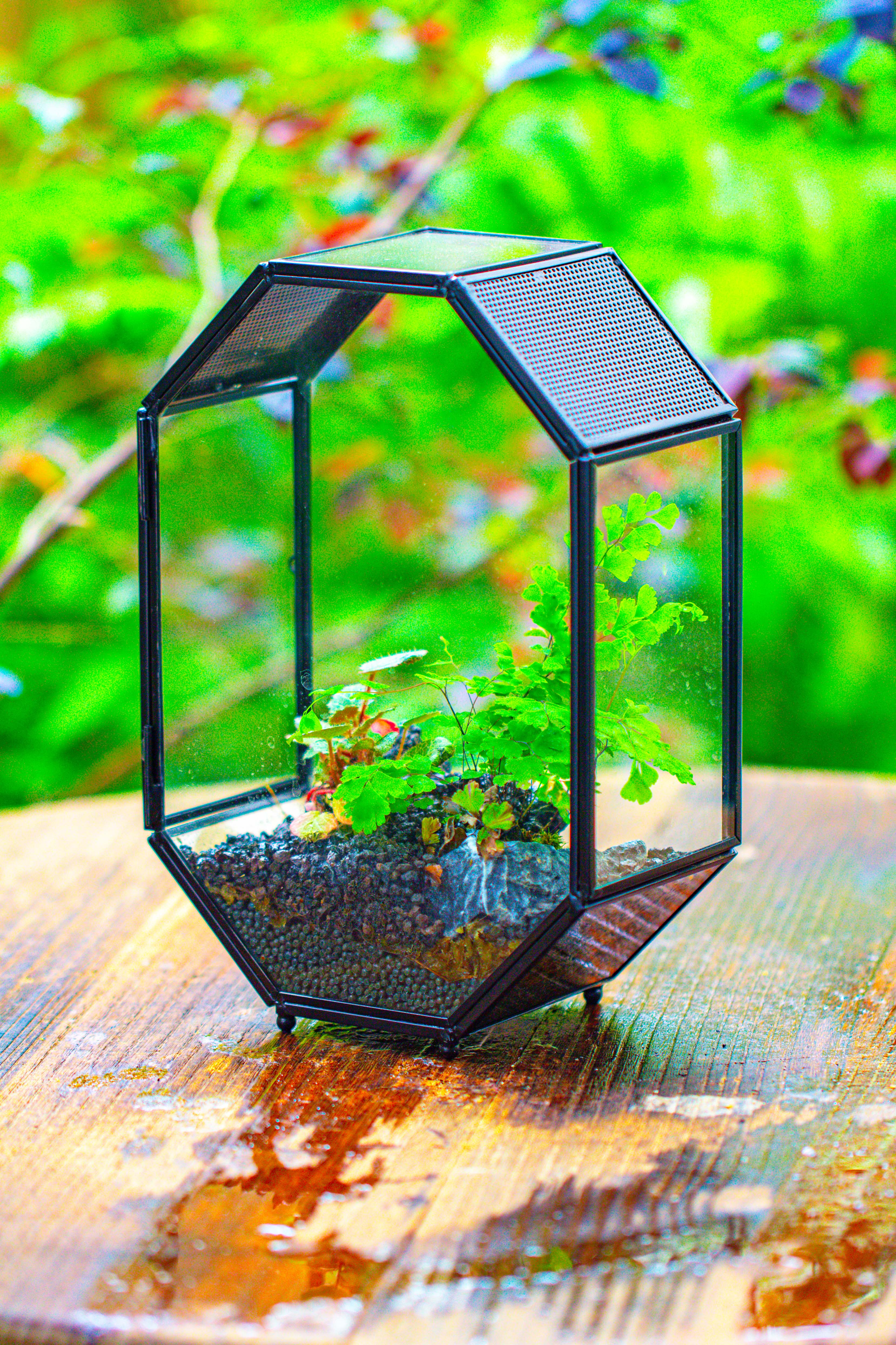 NCYP Octagon 6x8 inches Geometric Terrarium with vents for small insects - NCYPgarden