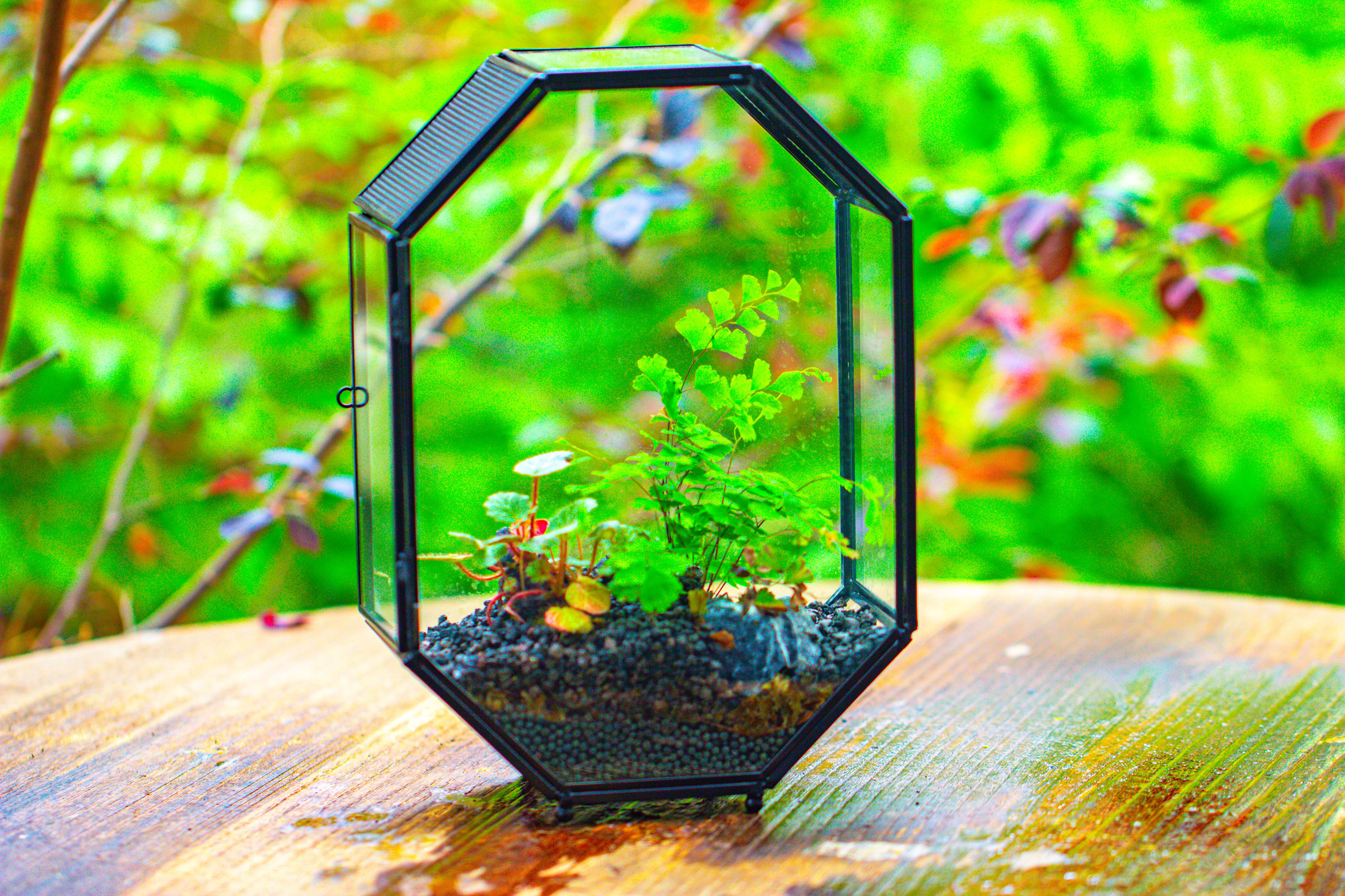 NCYP Octagon 6x8 inches Geometric Terrarium with vents for small insects - NCYPgarden