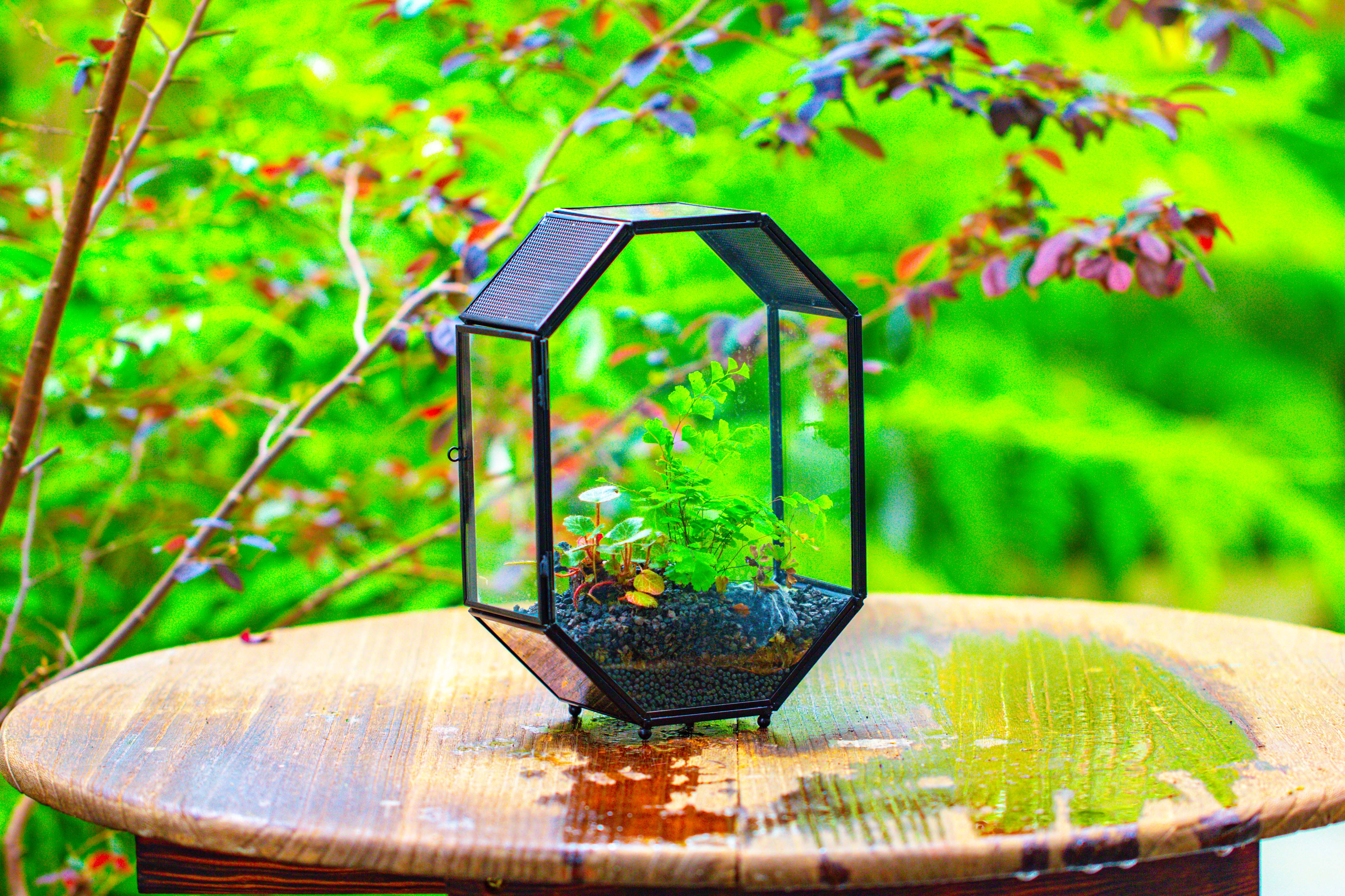 NCYP Octagon 6x8 inches Geometric Terrarium with vents for small insects - NCYPgarden
