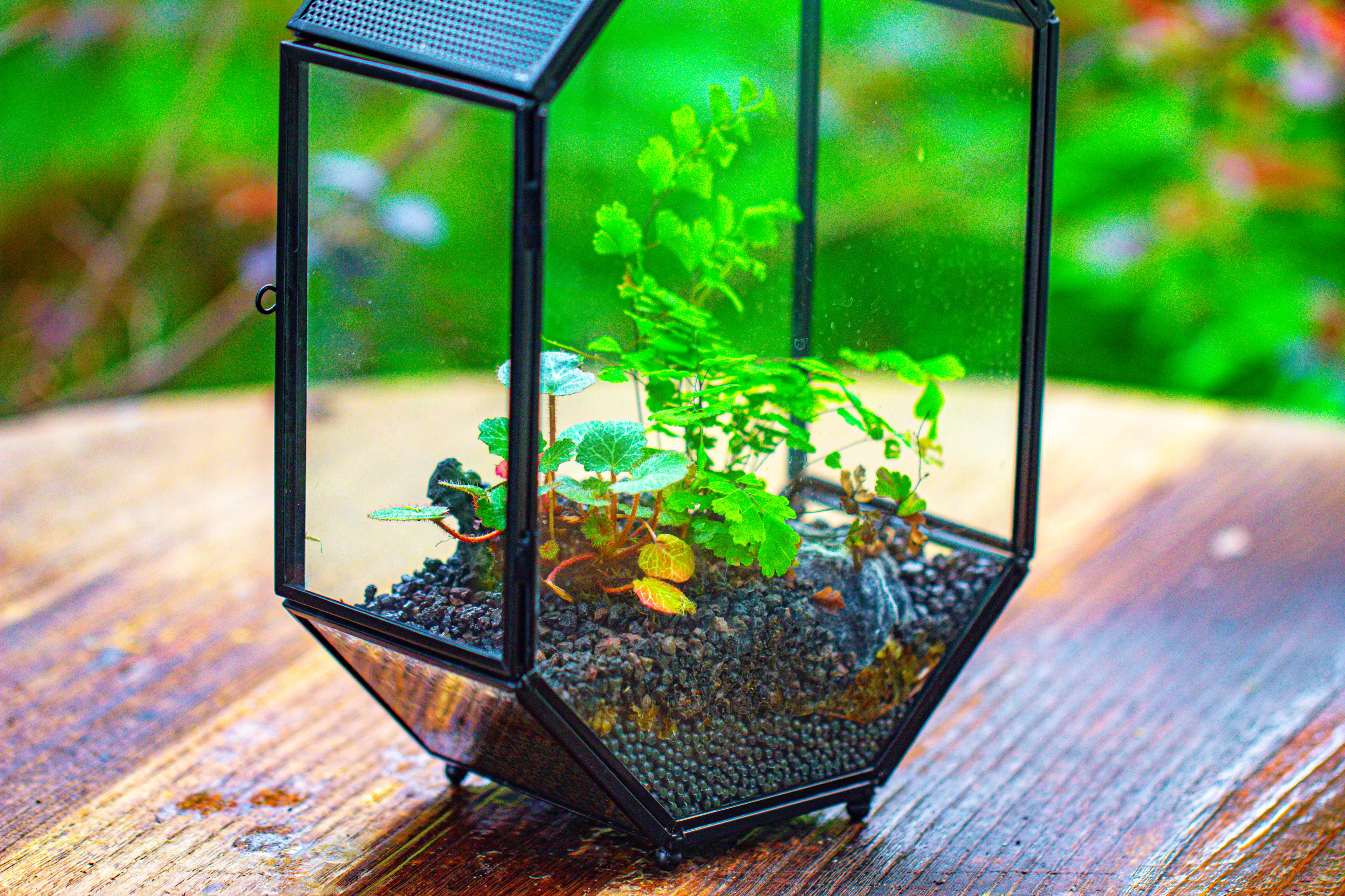 NCYP Octagon 6x8 inches Geometric Terrarium with vents for small insects - NCYPgarden