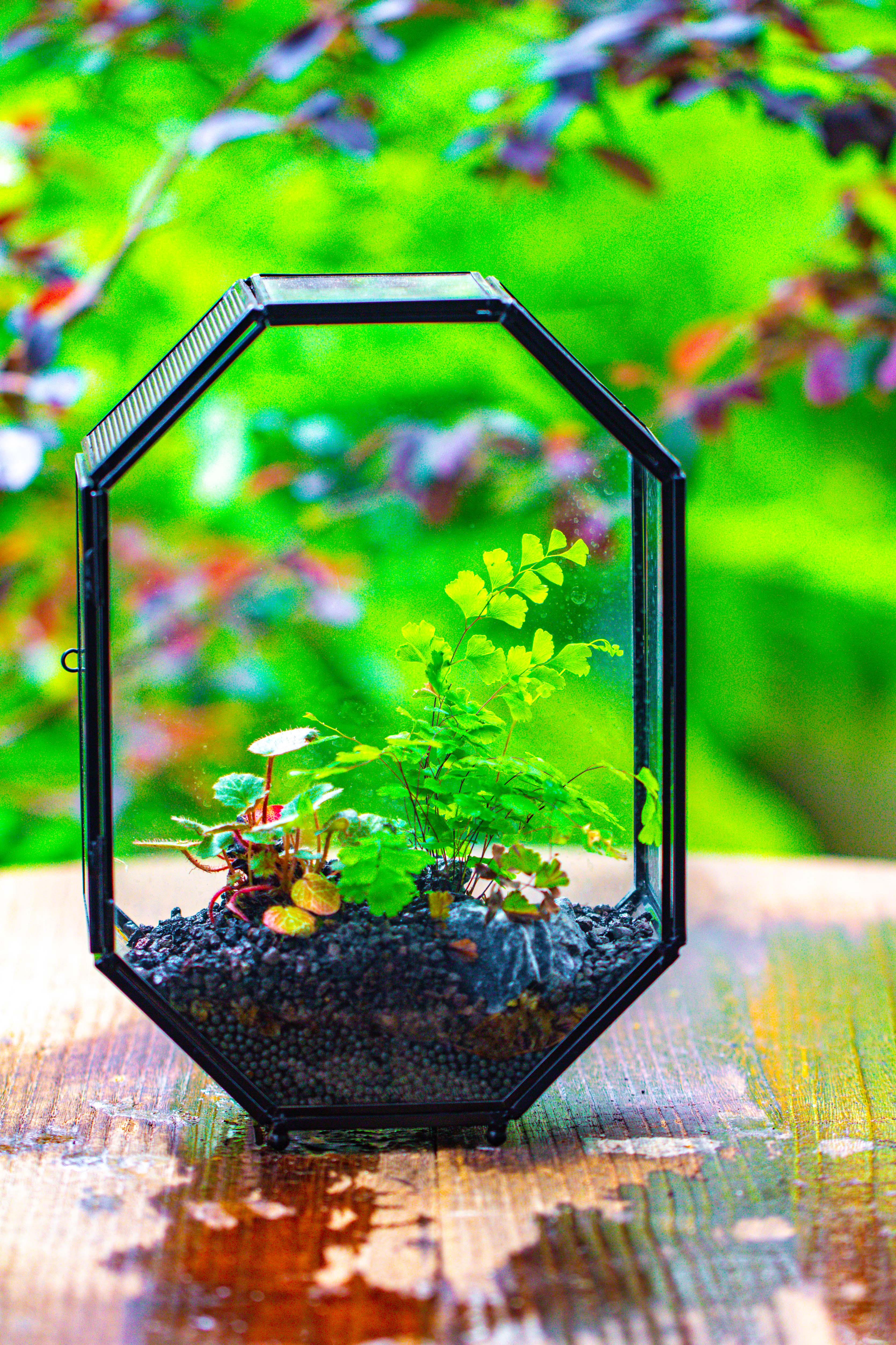 NCYP Octagon 6x8 inches Geometric Terrarium with vents for small insects - NCYPgarden