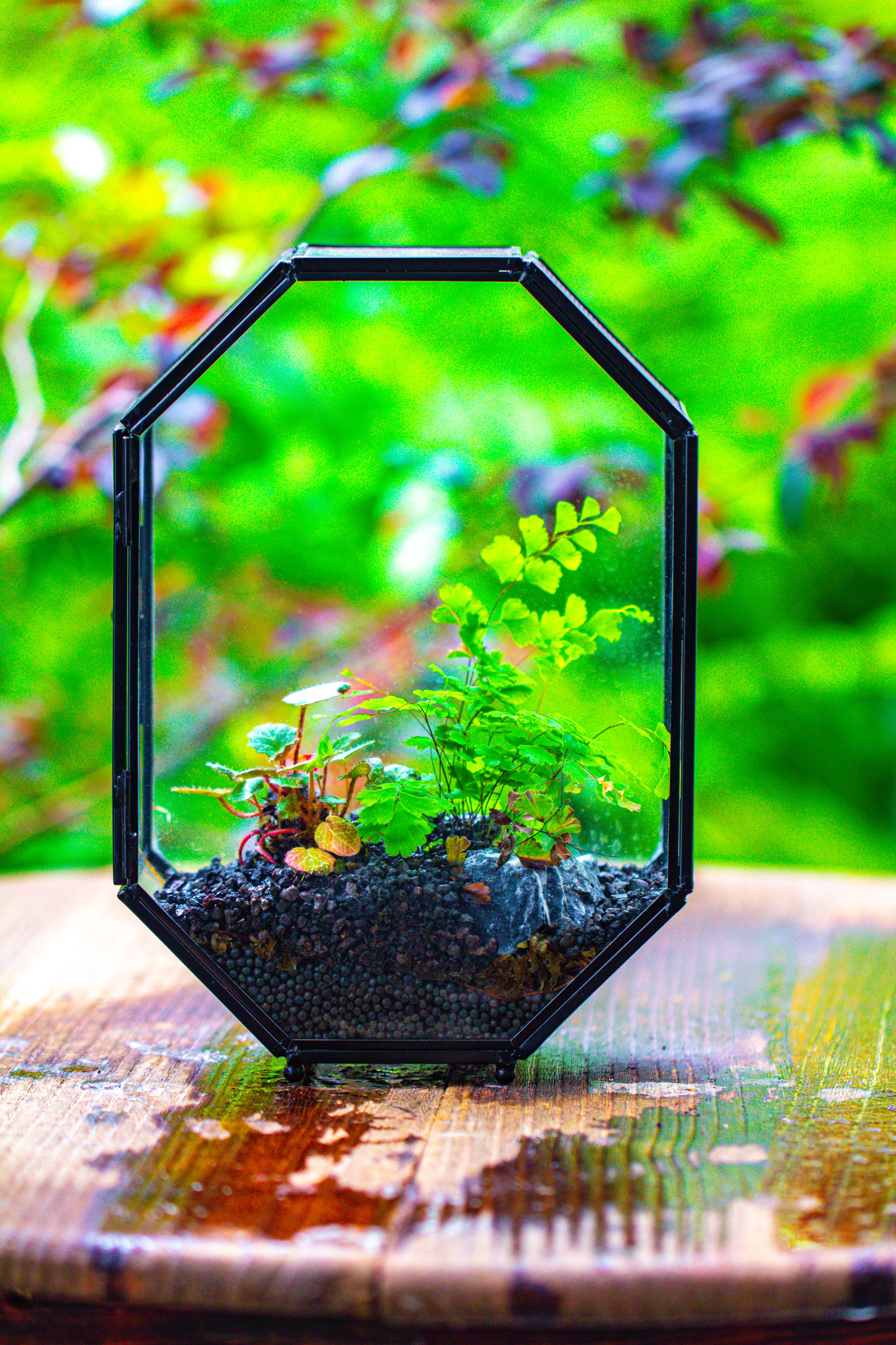 NCYP Octagon 6x8 inches Geometric Terrarium with vents for small insects - NCYPgarden