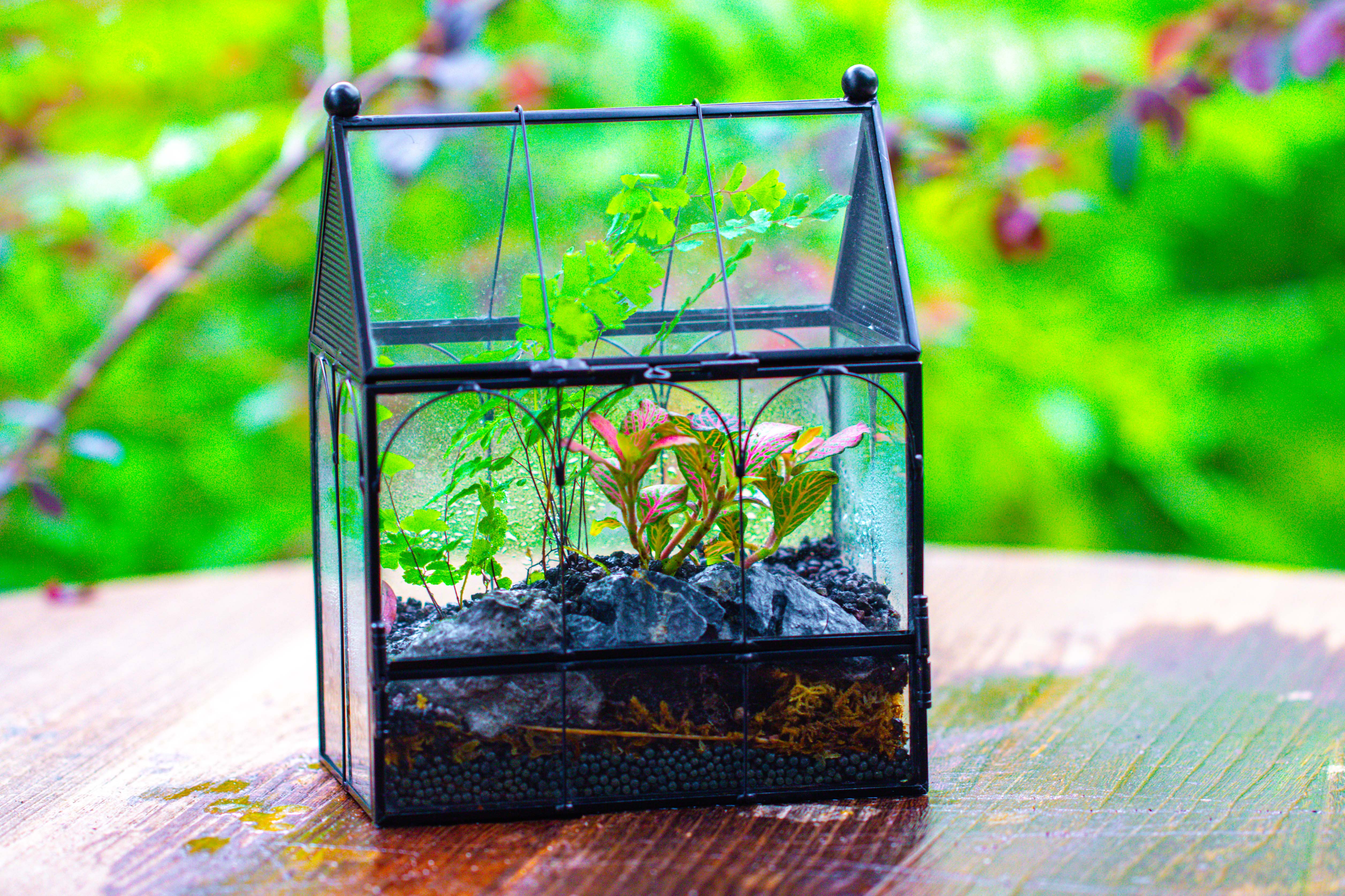 Vintage Mini House Shape Glass Geometric Terrarium for Jumping spider - NCYPgarden
