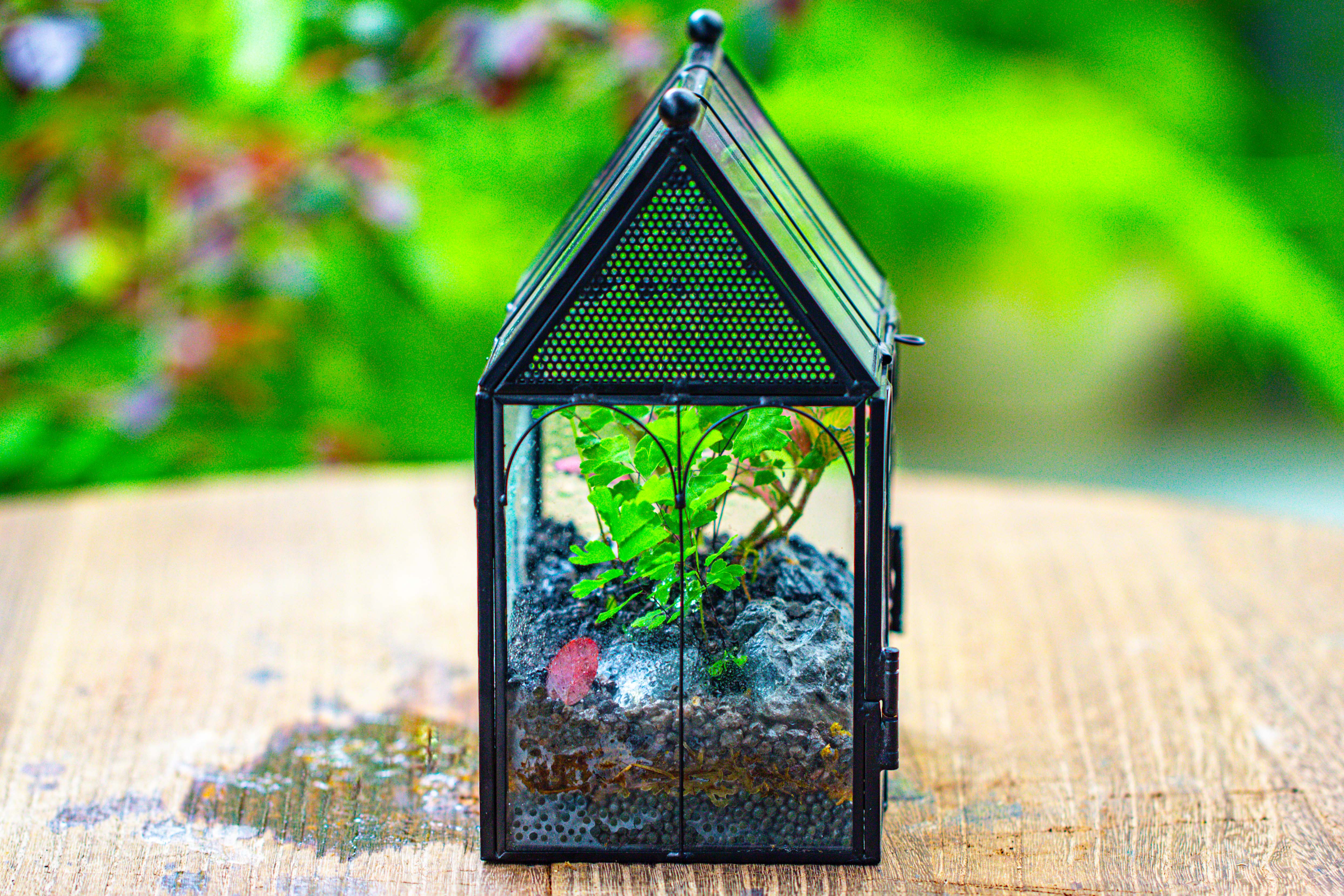 Vintage Mini House Shape Glass Geometric Terrarium for Jumping spider - NCYPgarden