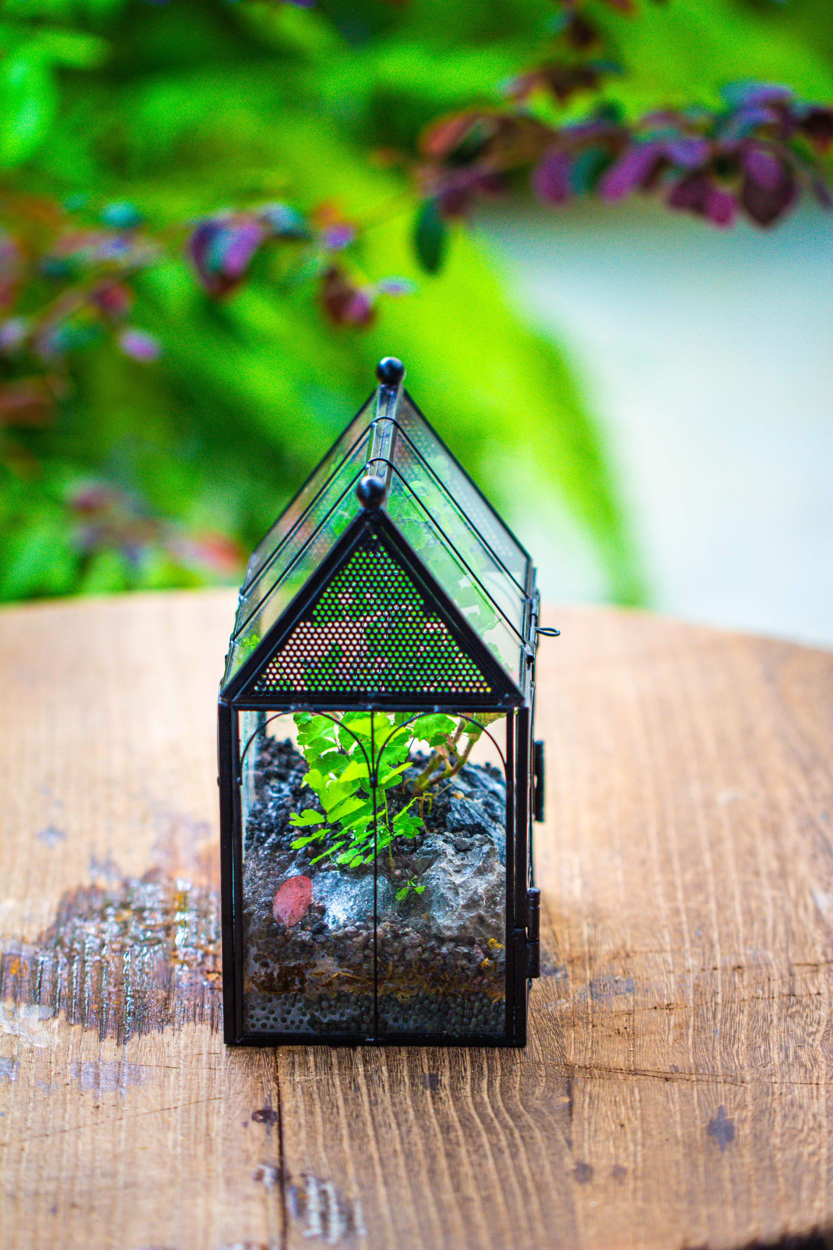 Vintage Mini House Shape Glass Geometric Terrarium for Jumping spider - NCYPgarden