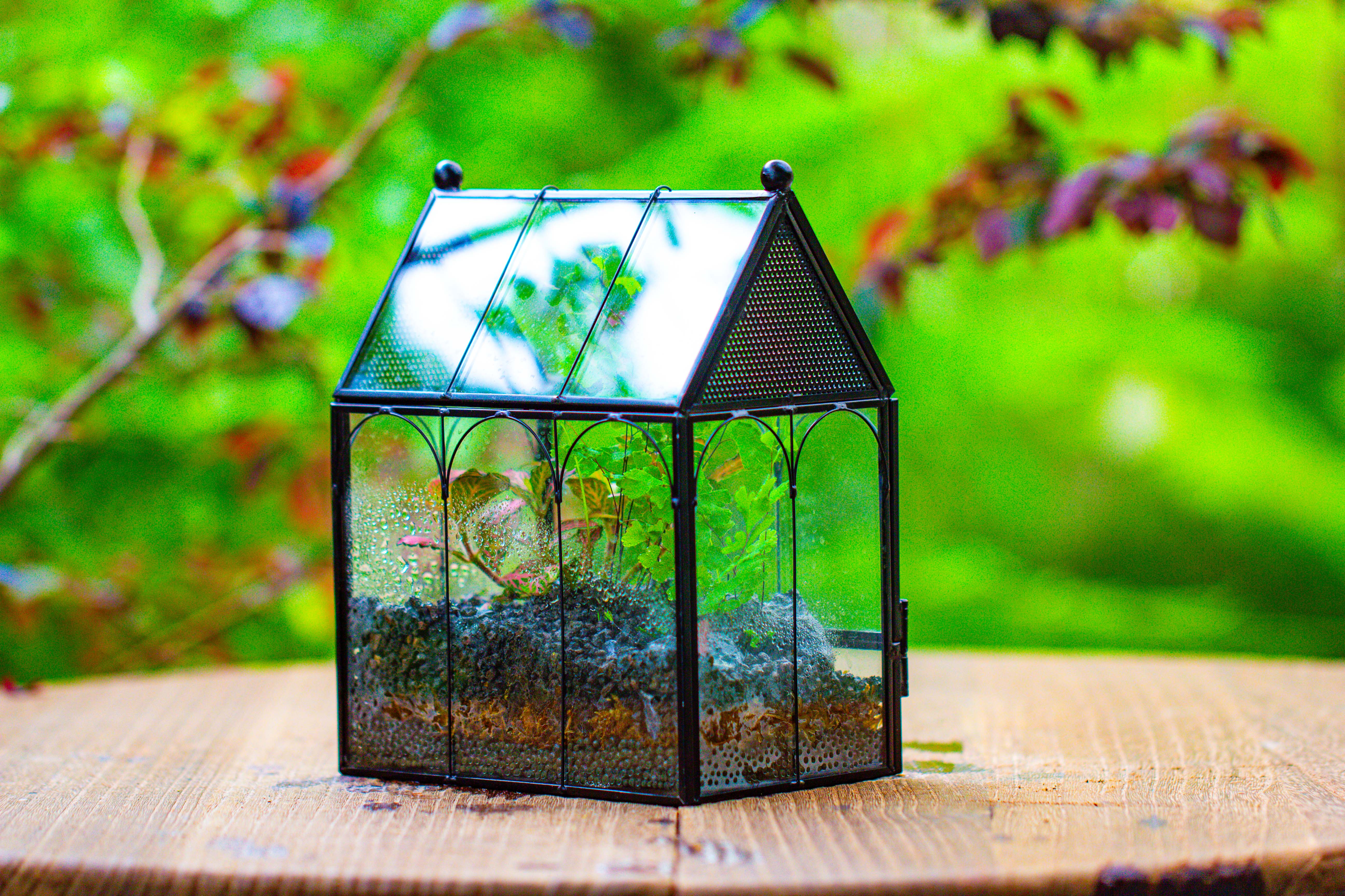 Vintage Mini House Shape Glass Geometric Terrarium for Jumping spider - NCYPgarden