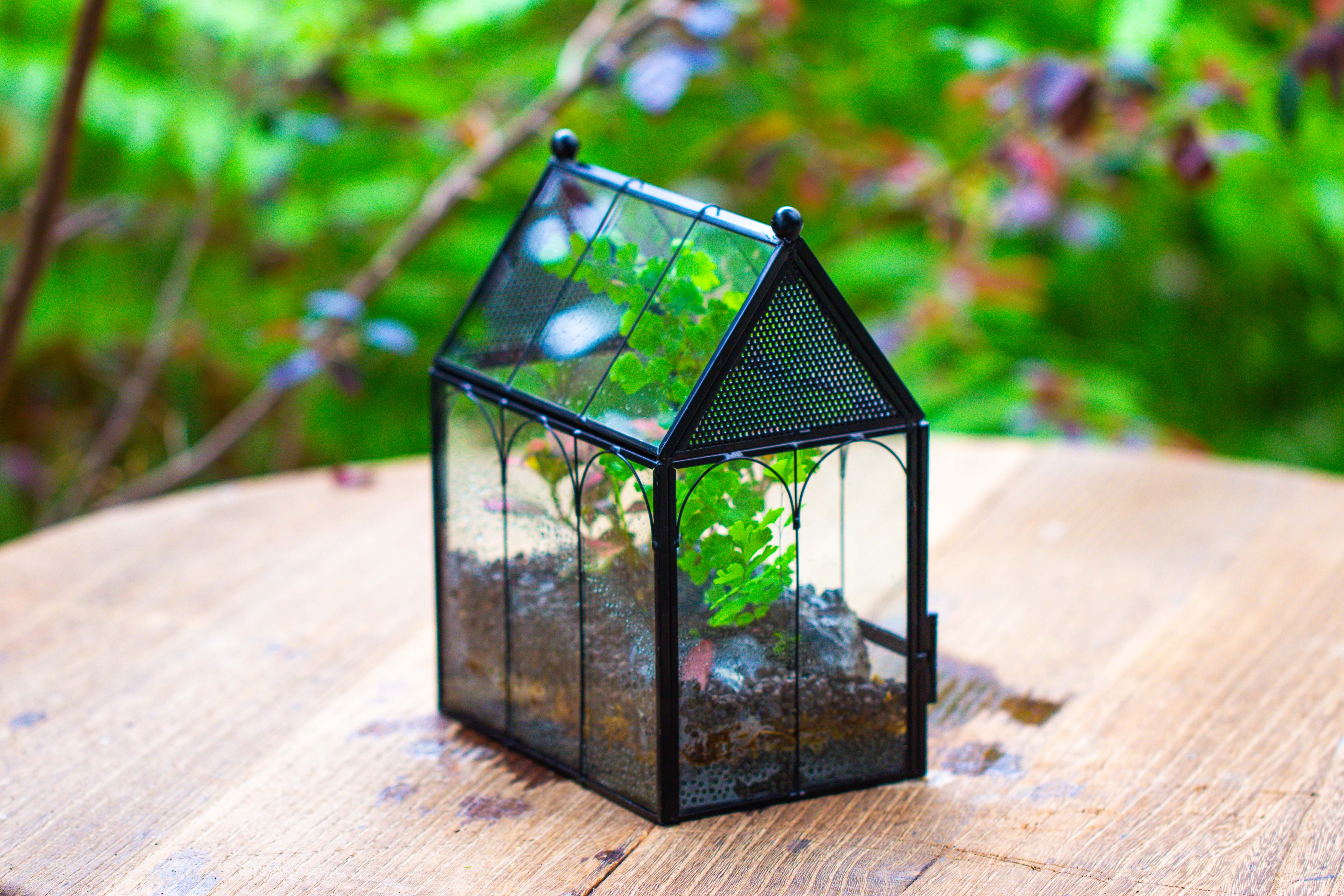 Vintage Mini House Shape Glass Geometric Terrarium for Jumping spider - NCYPgarden