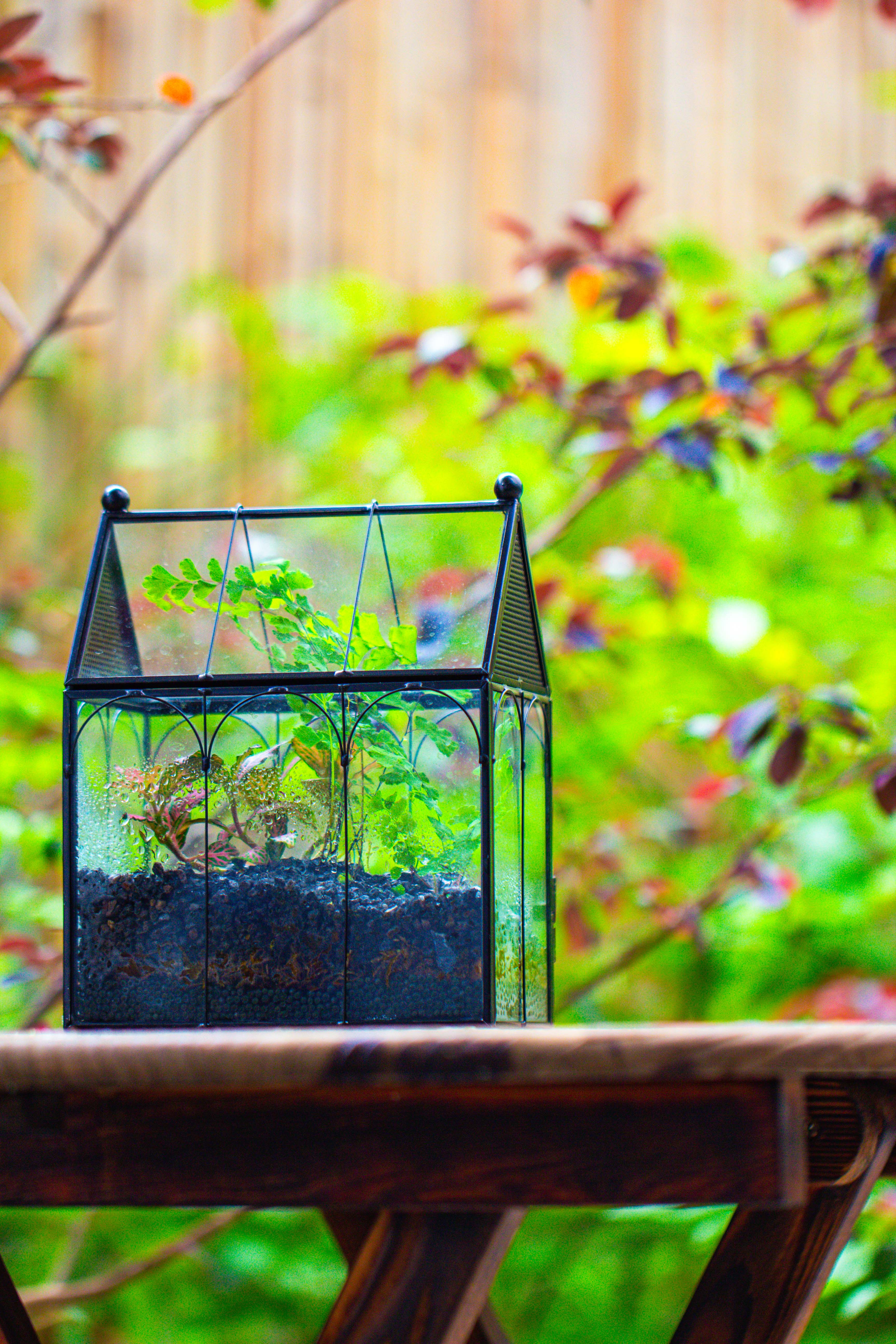 Vintage Mini House Shape Glass Geometric Terrarium for Jumping spider - NCYPgarden