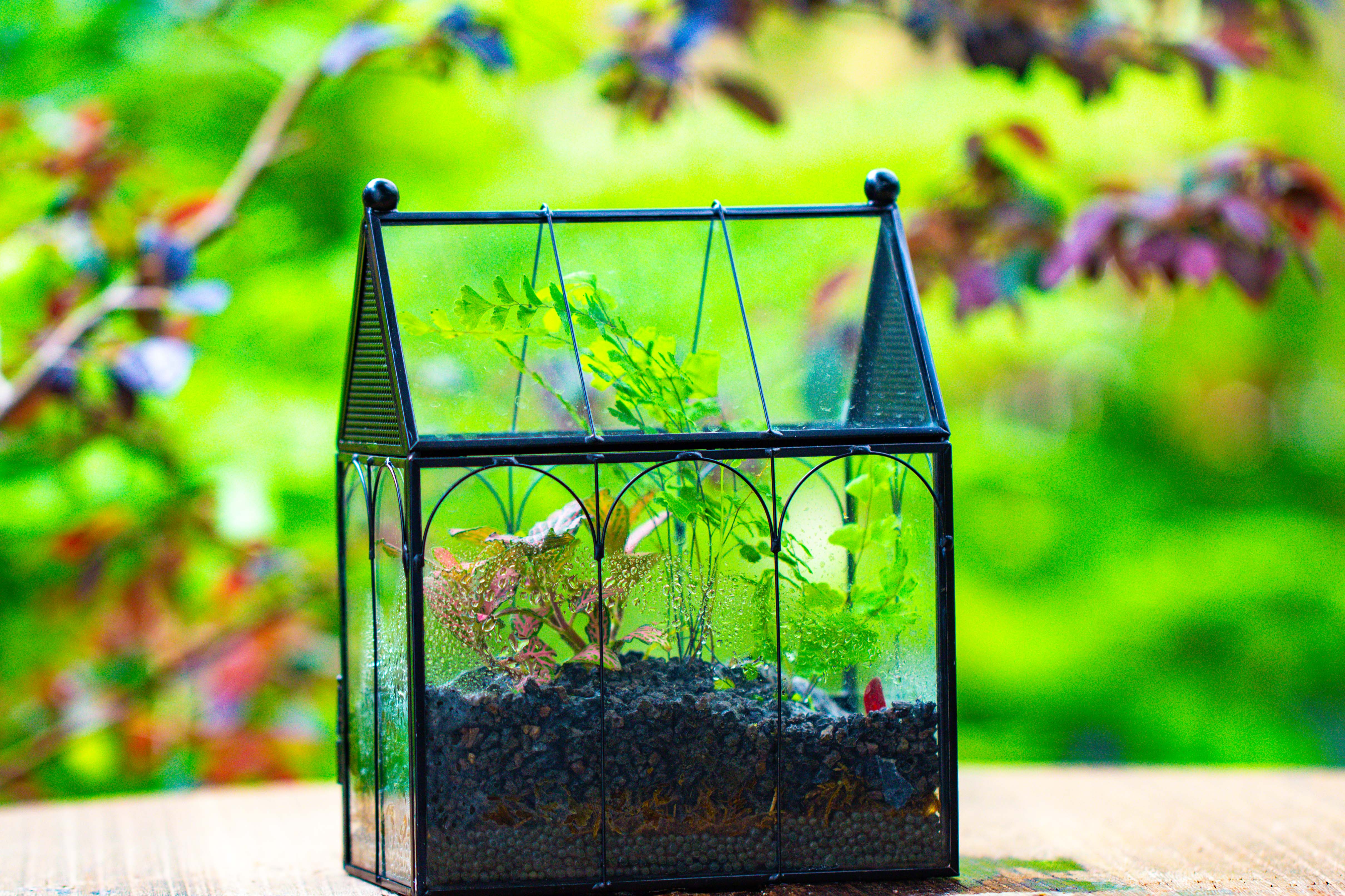Vintage Mini House Shape Glass Geometric Terrarium for Jumping spider - NCYPgarden
