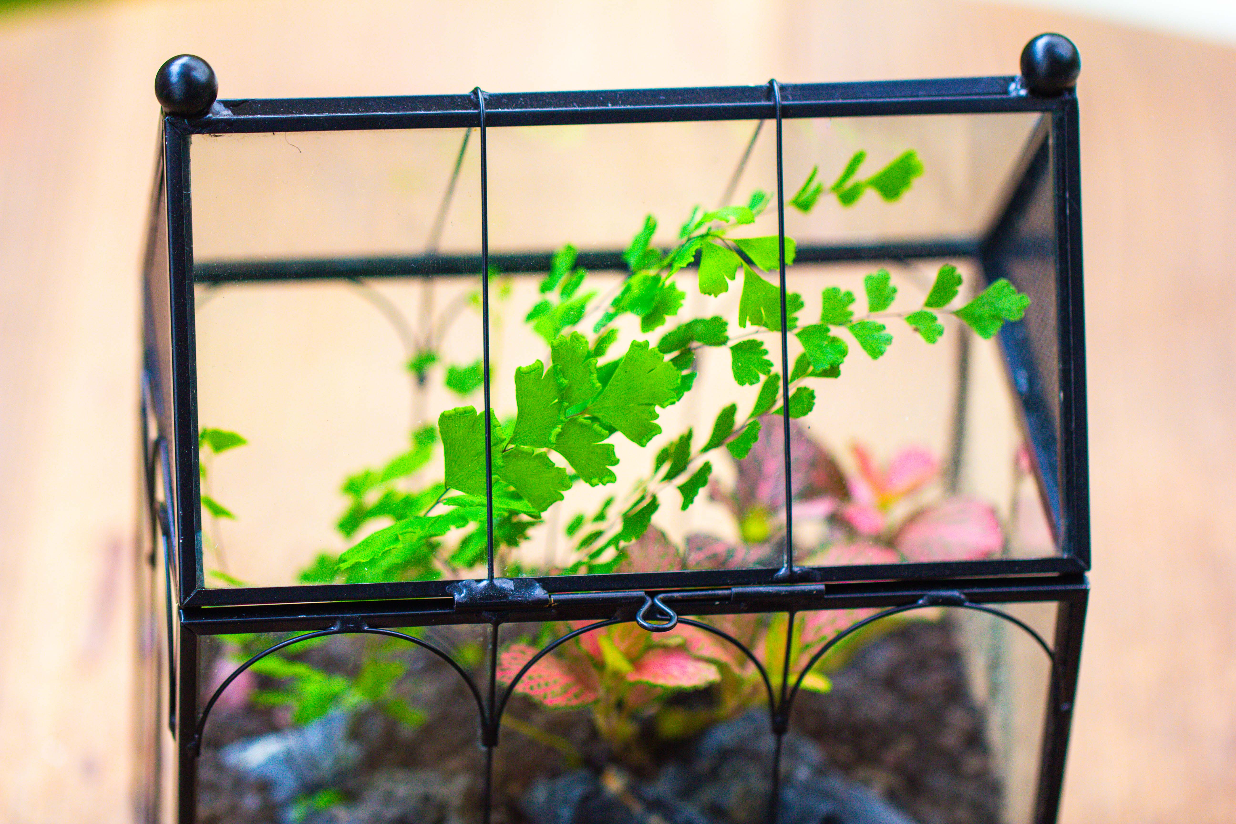 Vintage Mini House Shape Glass Geometric Terrarium for Jumping spider - NCYPgarden