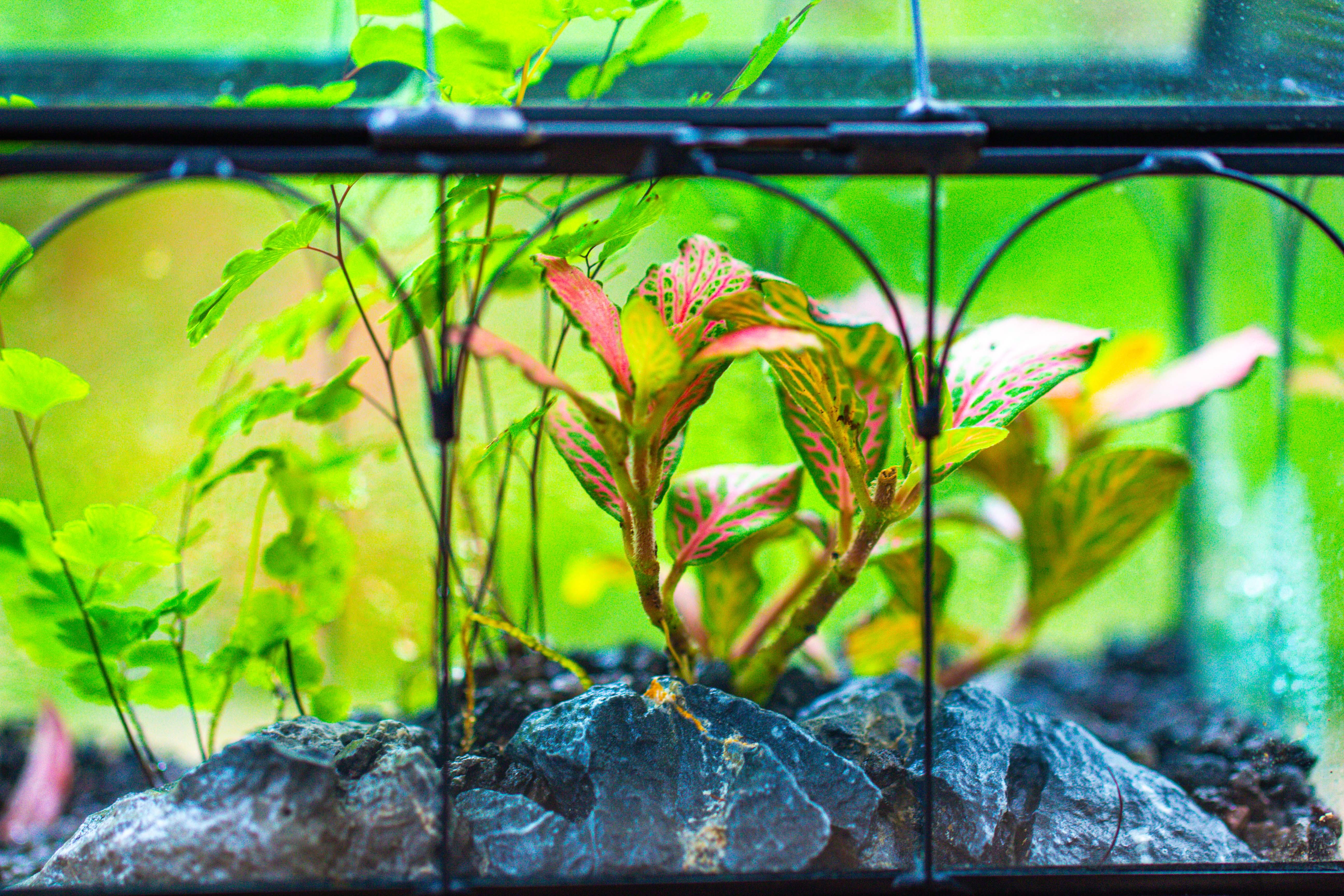 Vintage Mini House Shape Glass Geometric Terrarium for Jumping spider - NCYPgarden