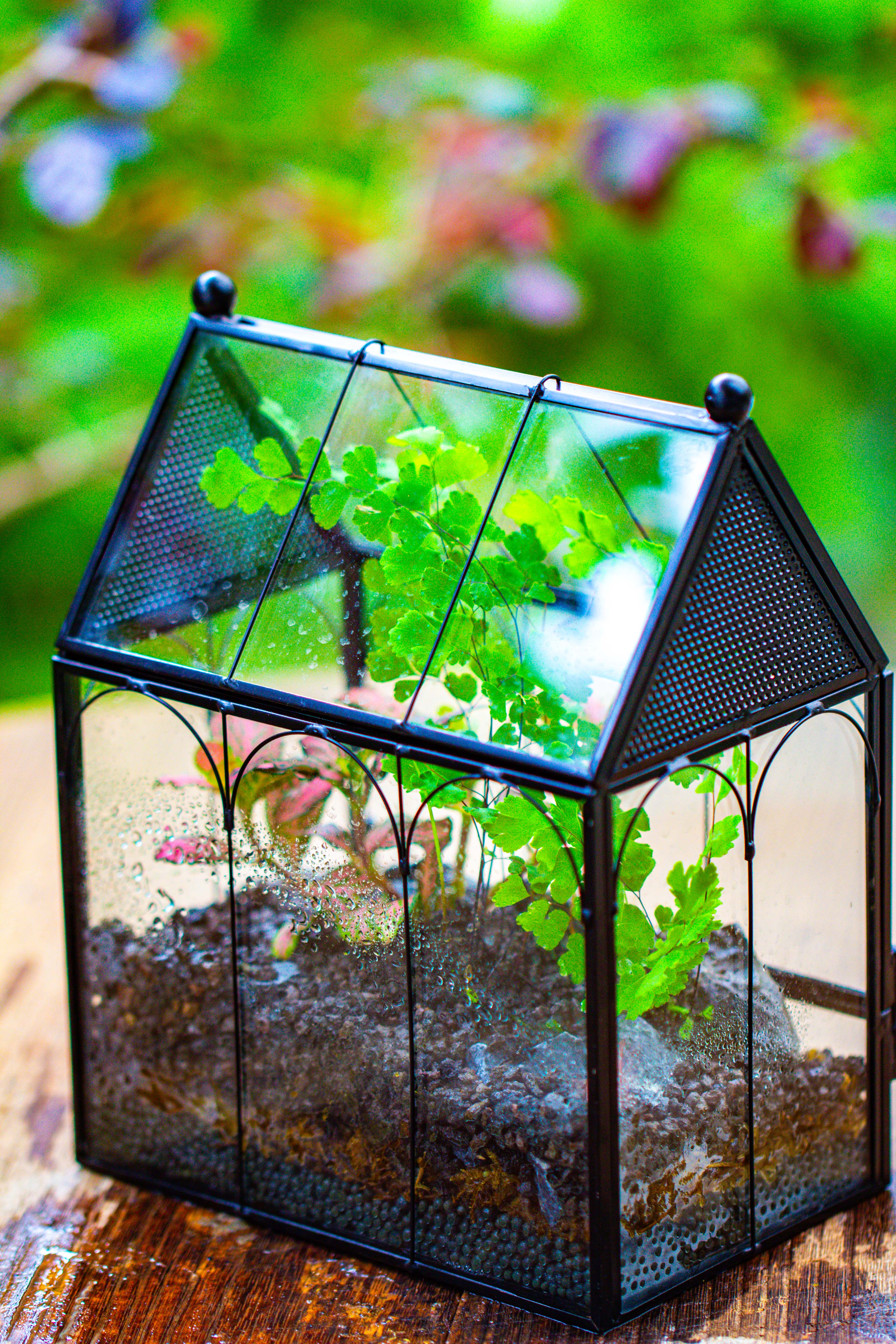 Vintage Mini House Shape Glass Geometric Terrarium for Jumping spider - NCYPgarden