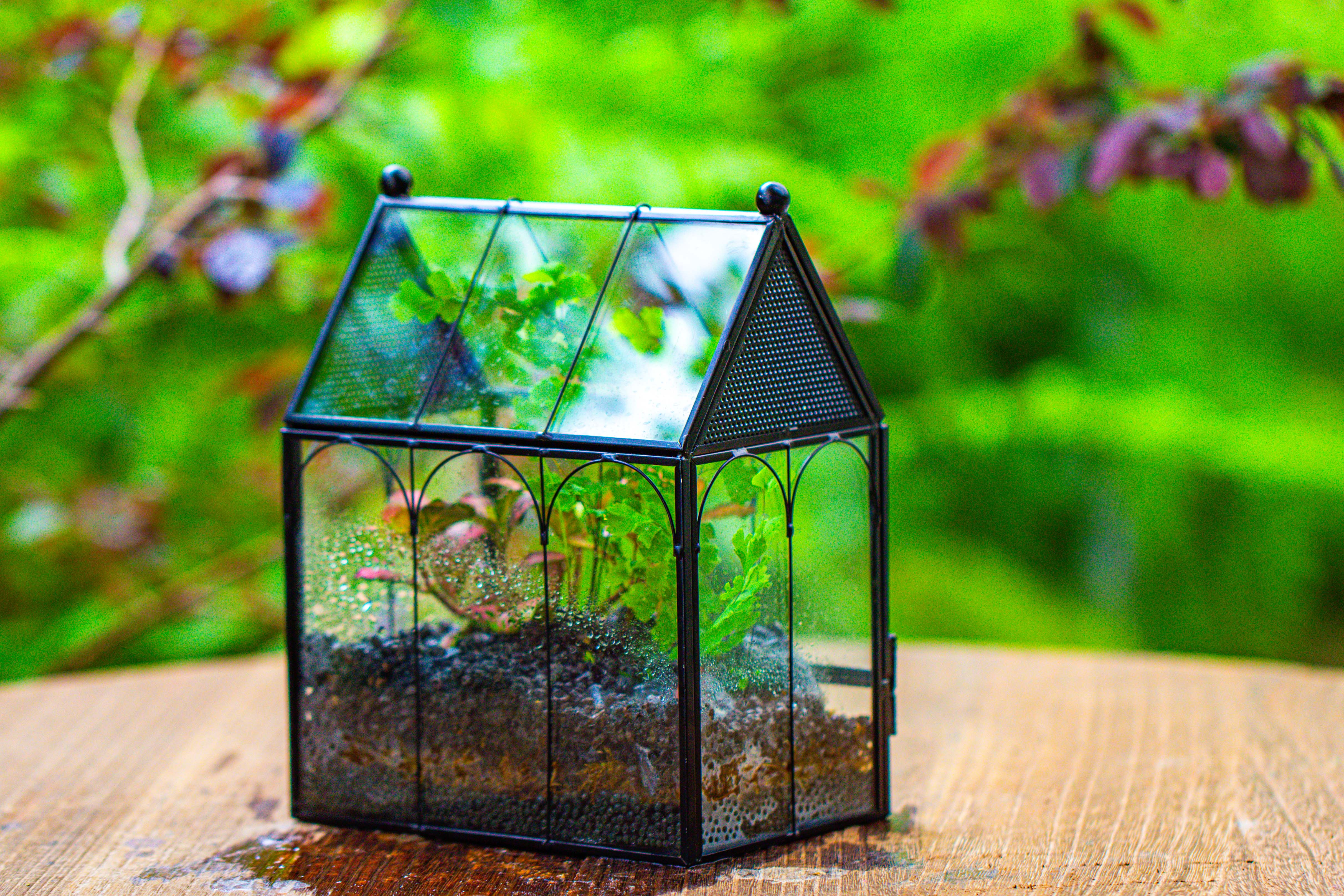 Vintage Mini House Shape Glass Geometric Terrarium for Jumping spider - NCYPgarden