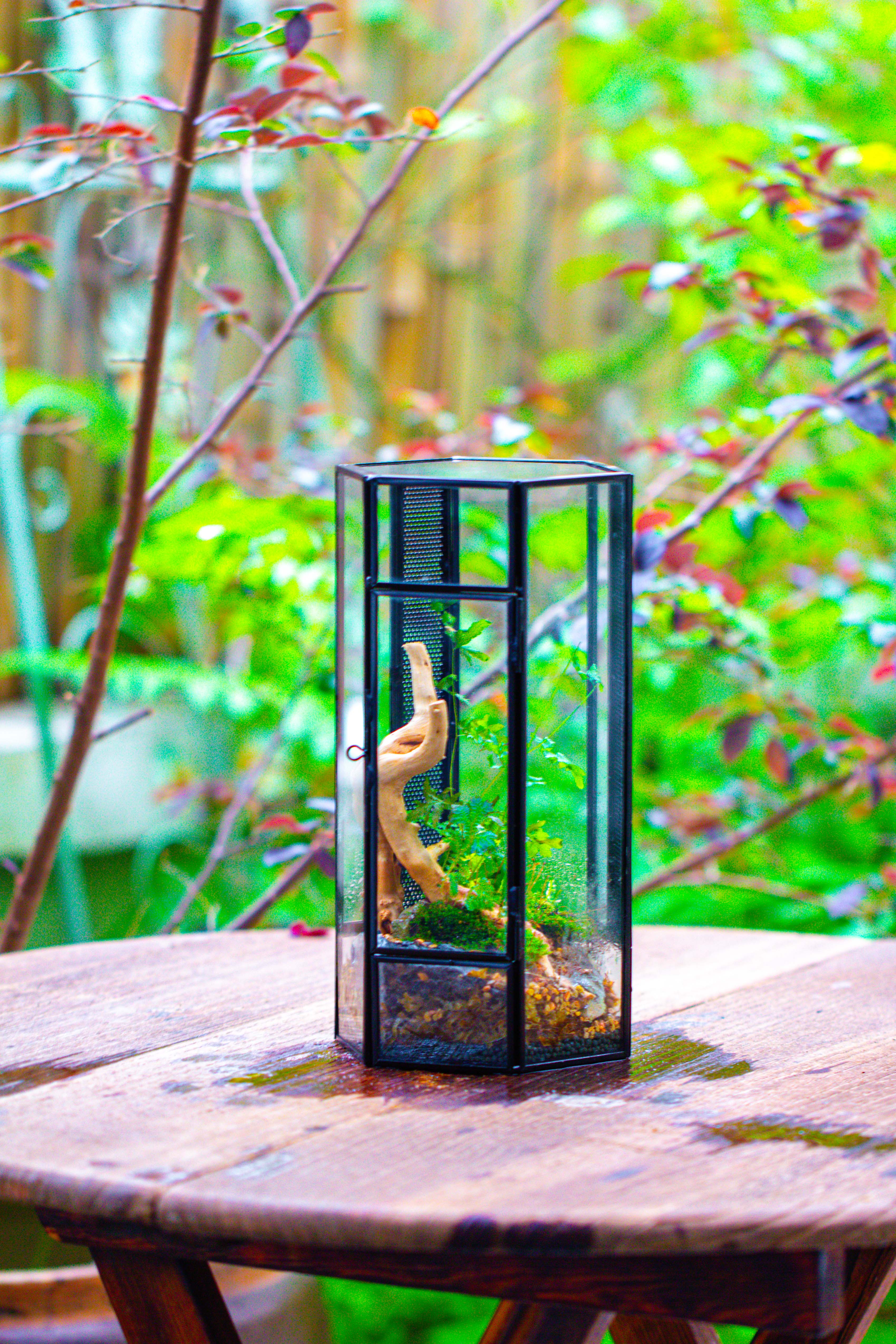 NCYP Tall Hexagon Mimi  Geometric Terrarium for Spiders and small Insects - NCYPgarden