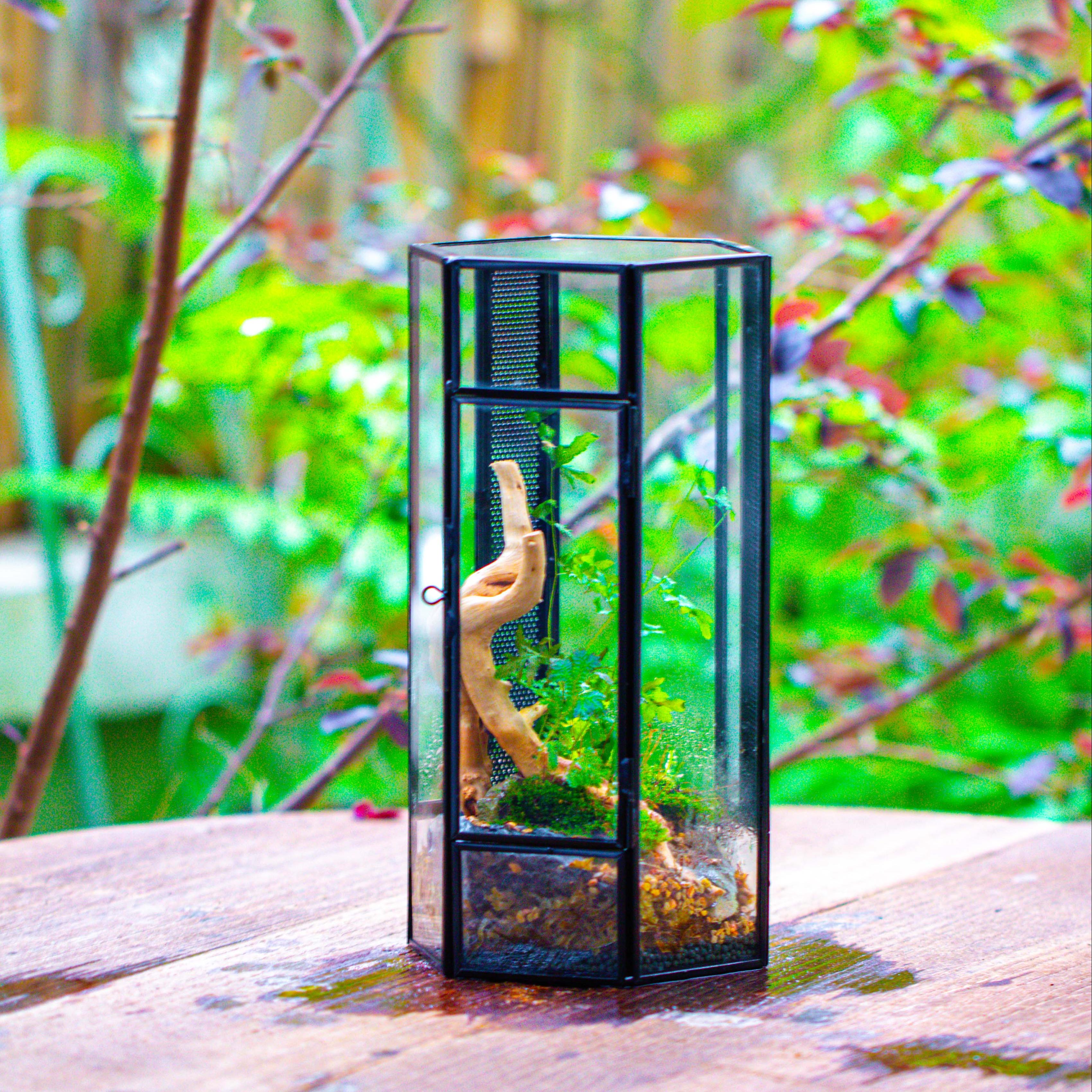 NCYP Tall Hexagon Mimi  Geometric Terrarium for Spiders and small Insects - NCYPgarden