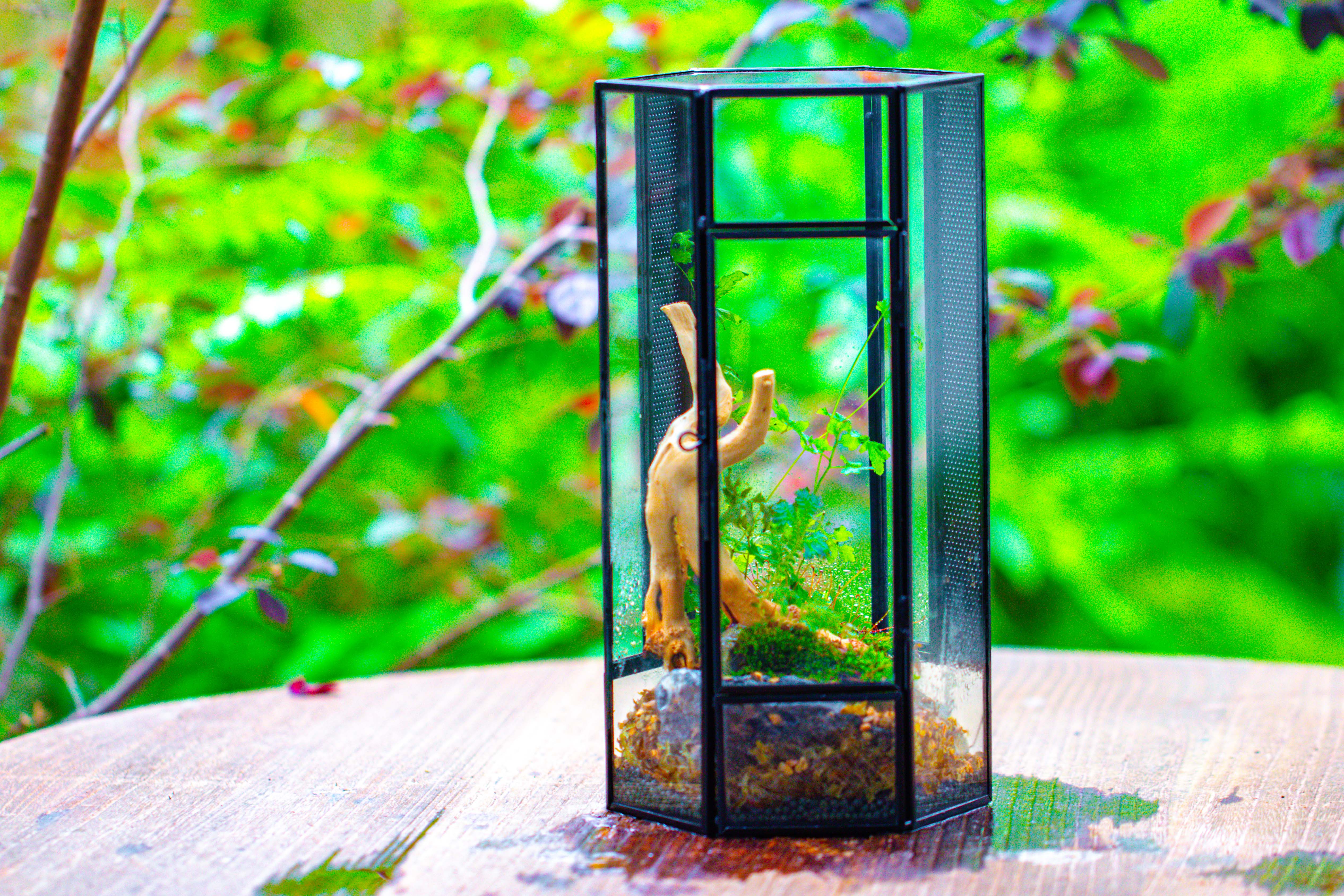 NCYP Tall Hexagon Mimi  Geometric Terrarium for Spiders and small Insects - NCYPgarden