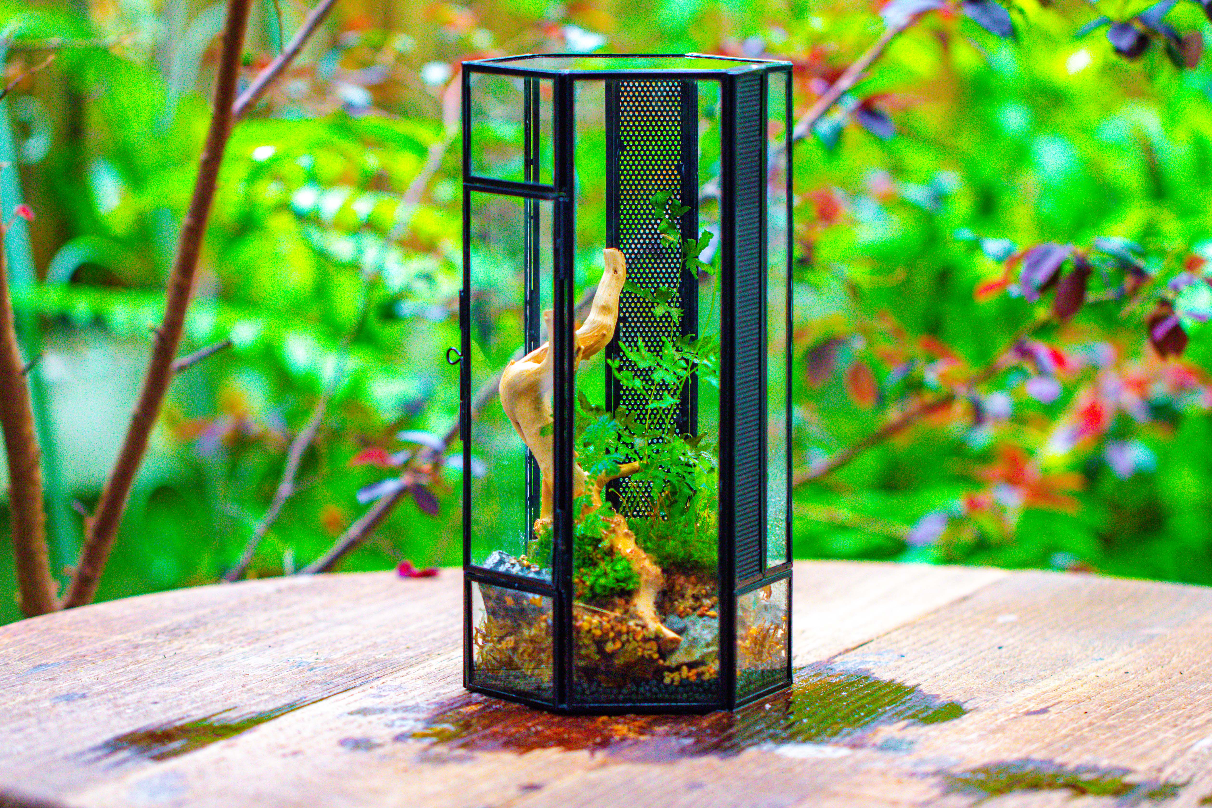NCYP Tall Hexagon Mimi  Geometric Terrarium for Spiders and small Insects - NCYPgarden