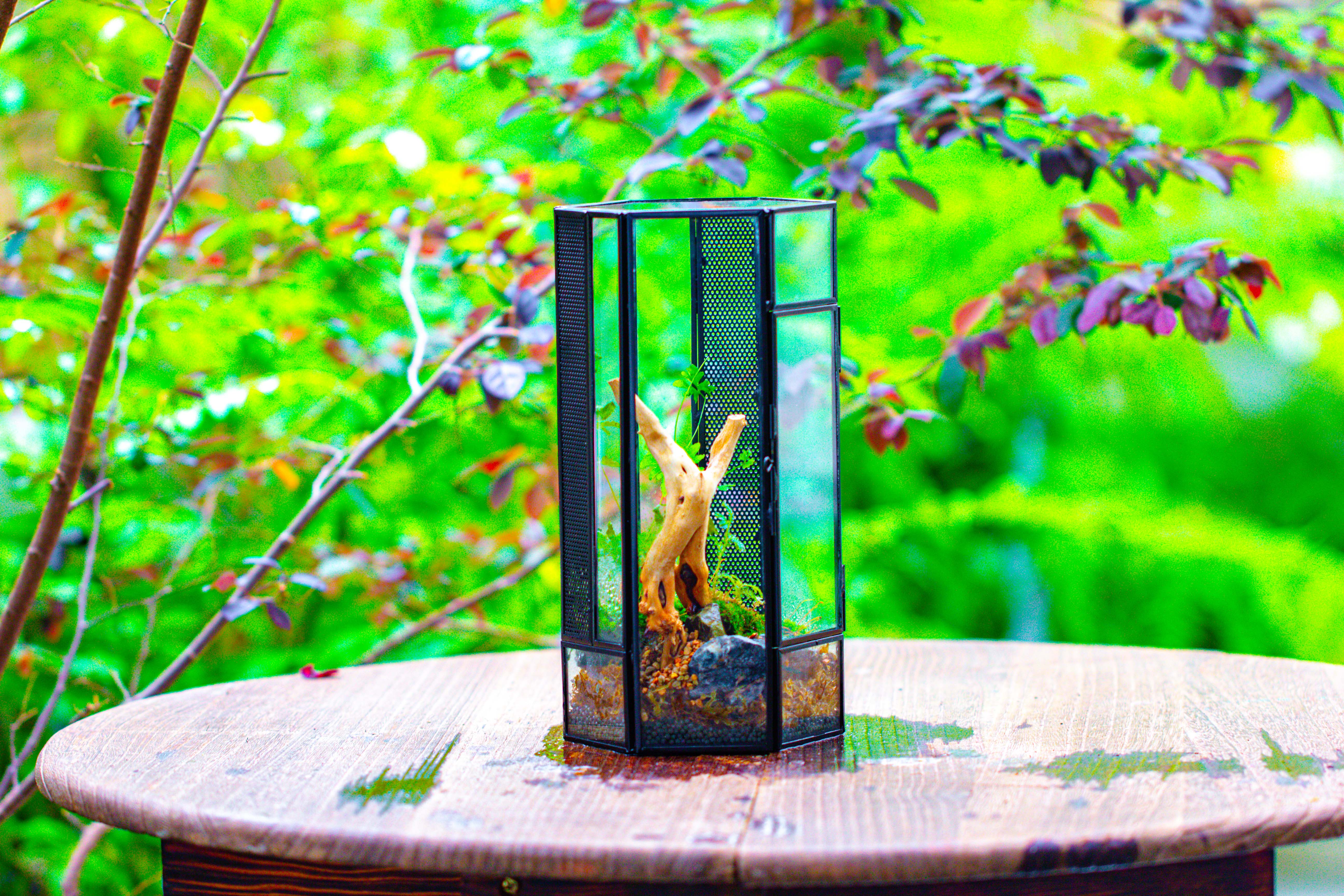 NCYP Tall Hexagon Mimi  Geometric Terrarium for Spiders and small Insects - NCYPgarden