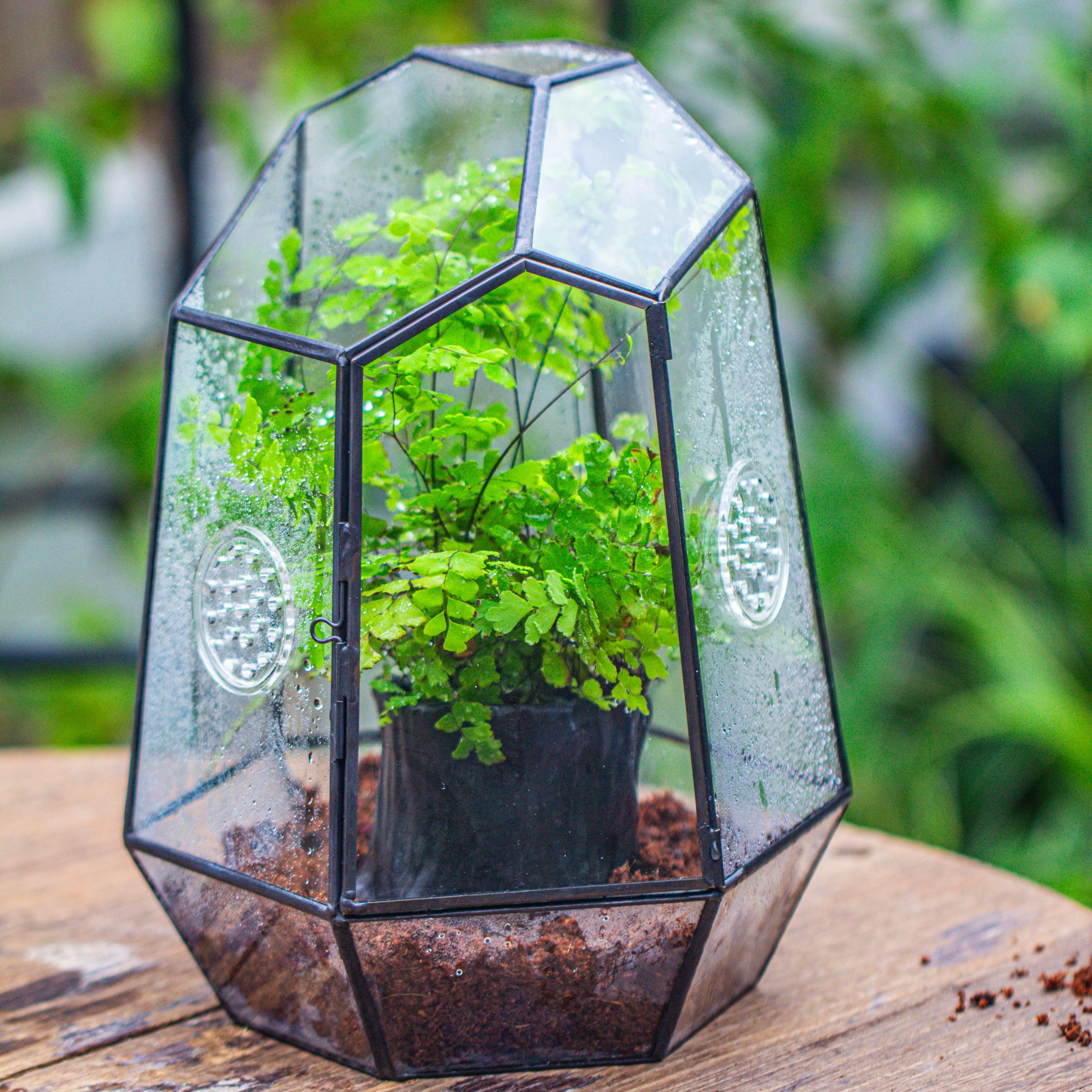 NCYP Close Geometric Glass Terrarium with Door, with vents, coconut coir, tree stump like black pot building set, for snails, spiders - NCYPgarden