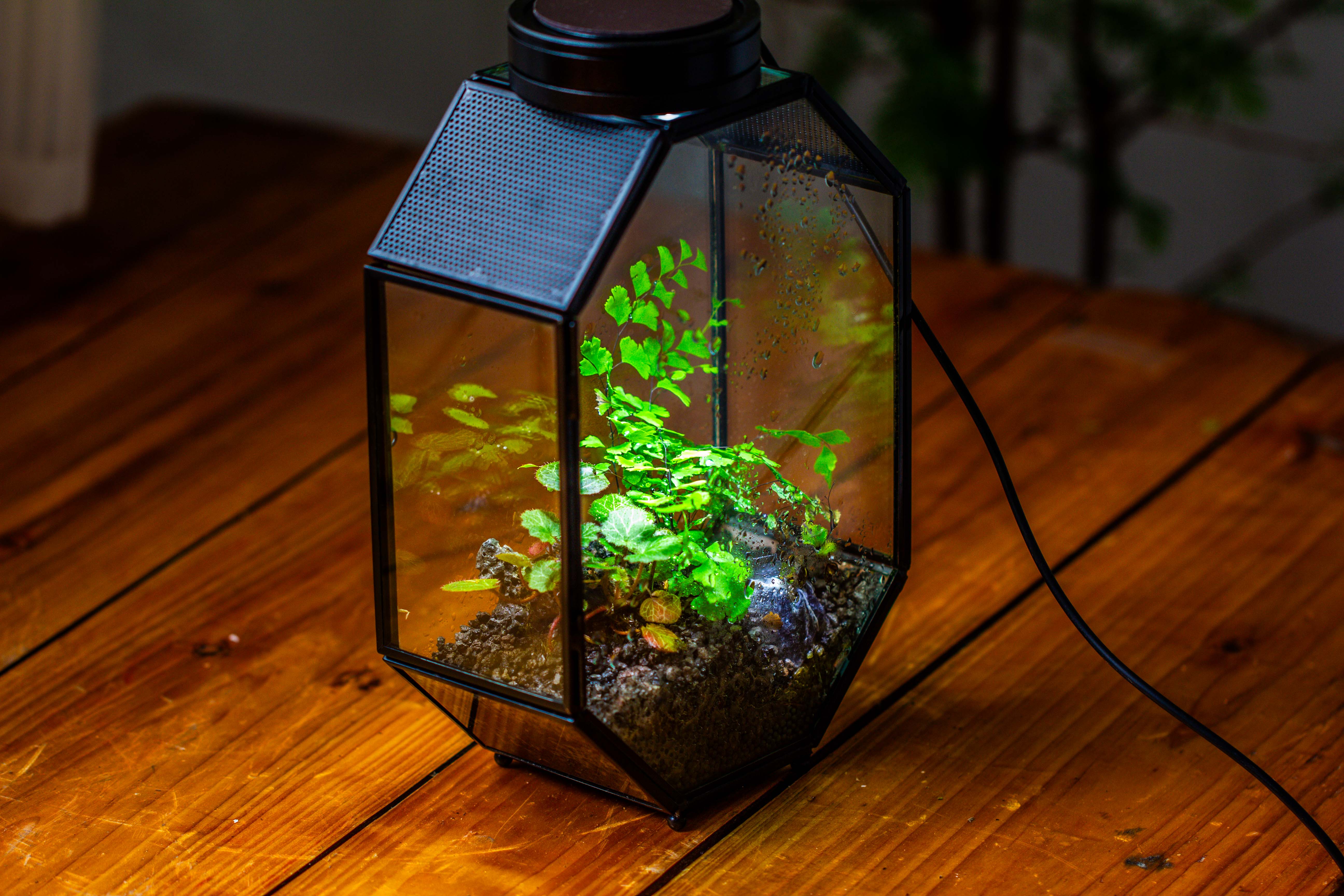 NCYP Octagon 6x8 inches Geometric Terrarium with vents for small insects - NCYPgarden