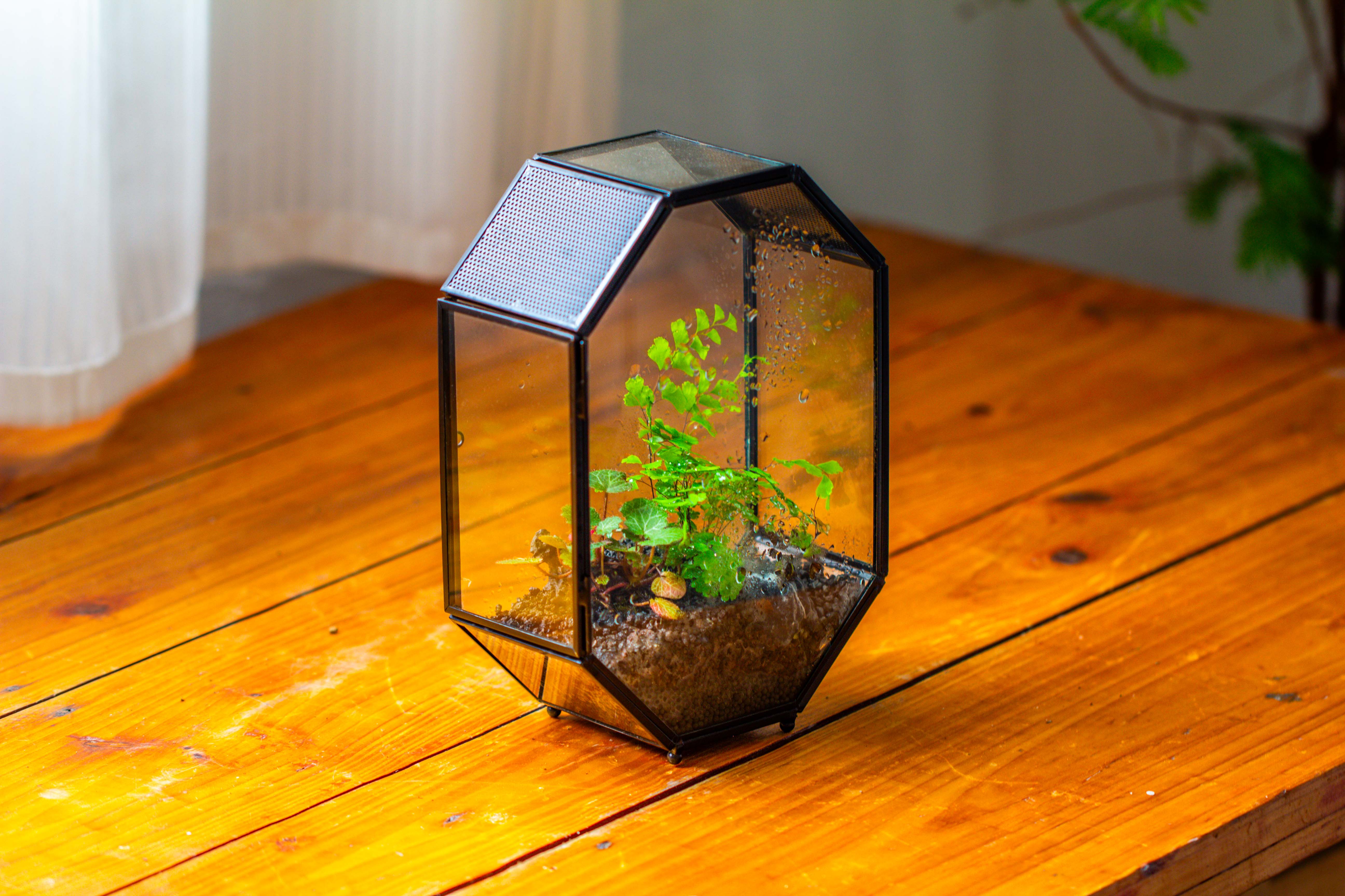 NCYP Octagon 6x8 inches Geometric Terrarium with vents for small insects - NCYPgarden