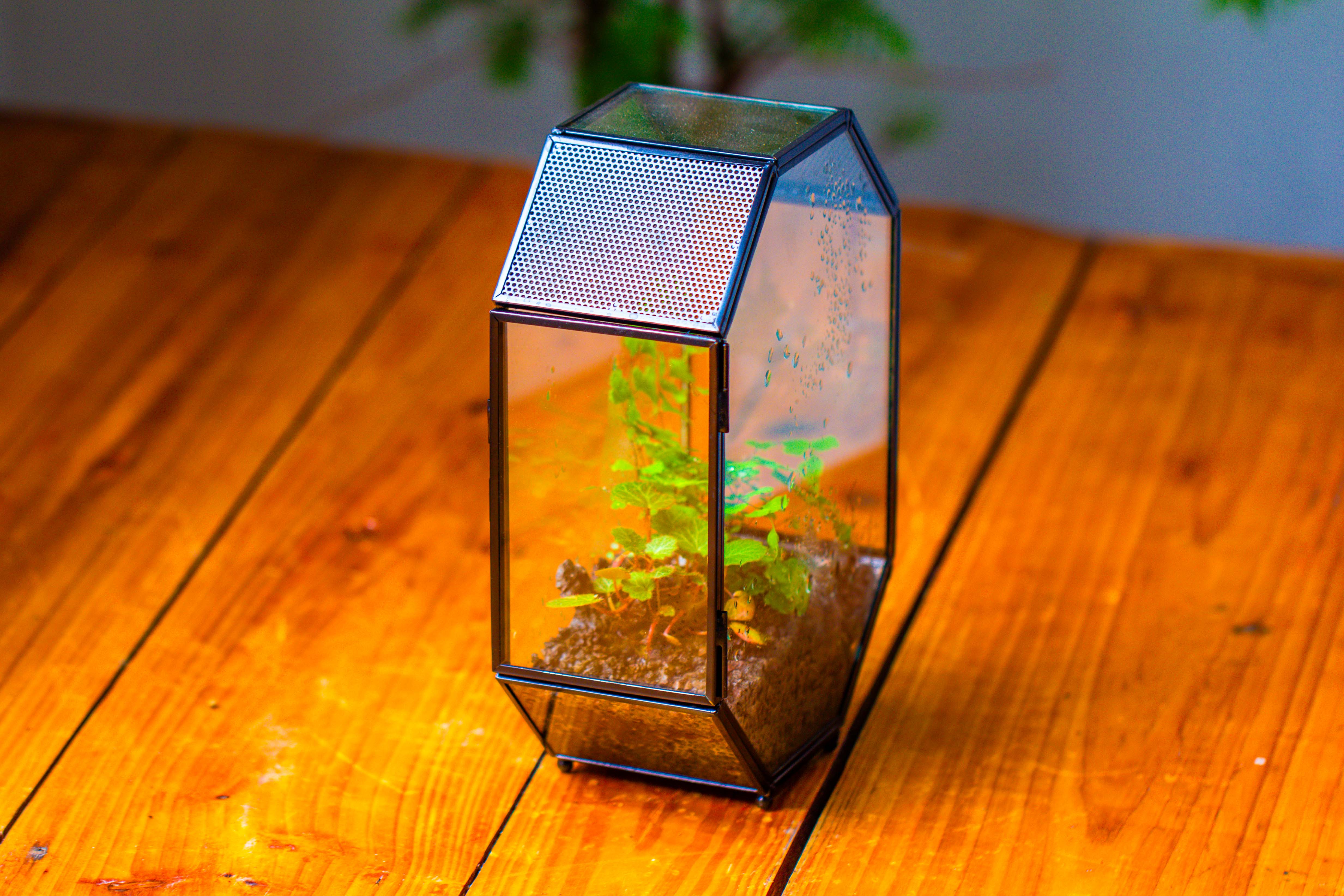 NCYP Octagon 6x8 inches Geometric Terrarium with vents for small insects - NCYPgarden