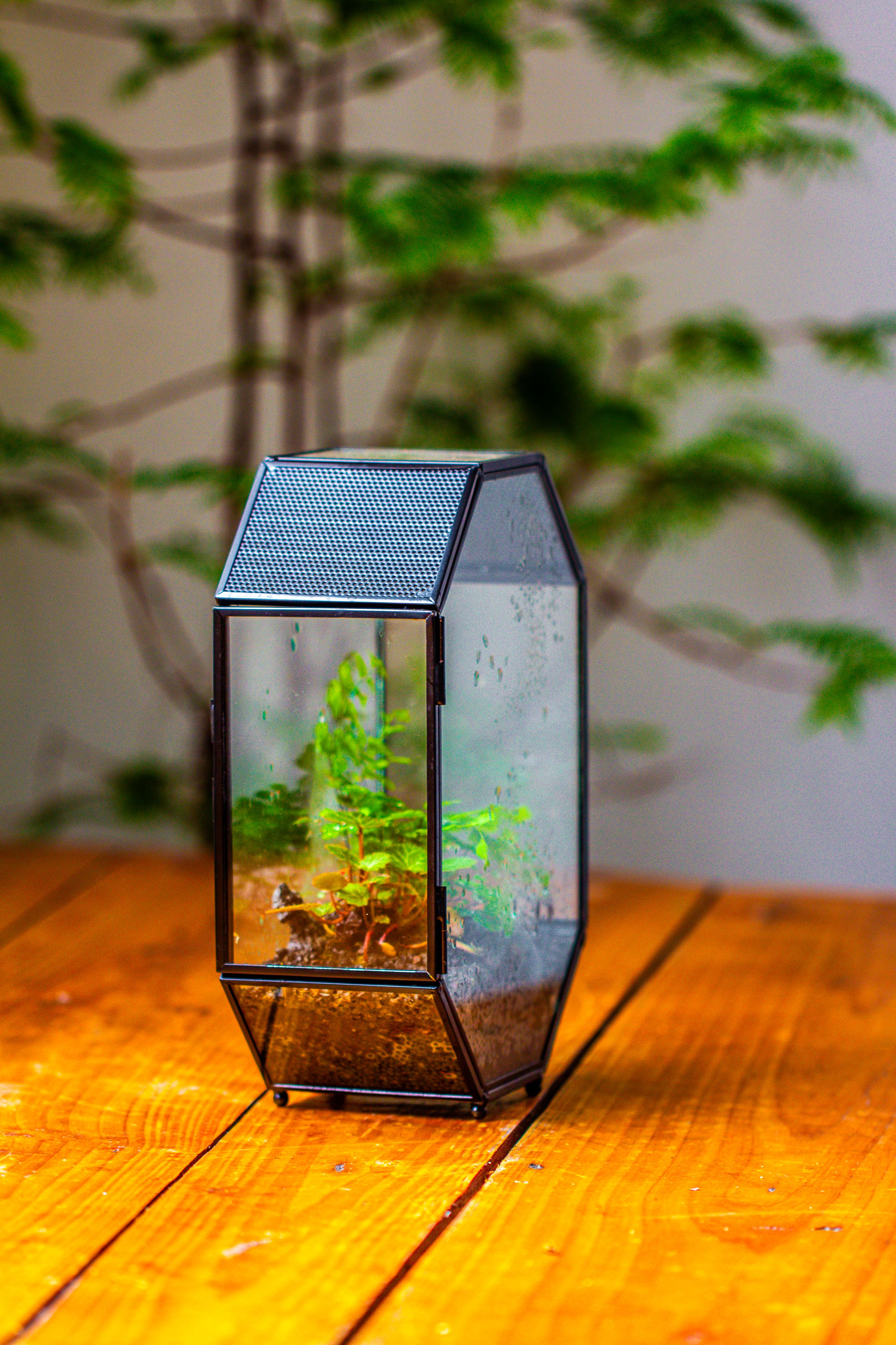 NCYP Octagon 6x8 inches Geometric Terrarium with vents for small insects - NCYPgarden