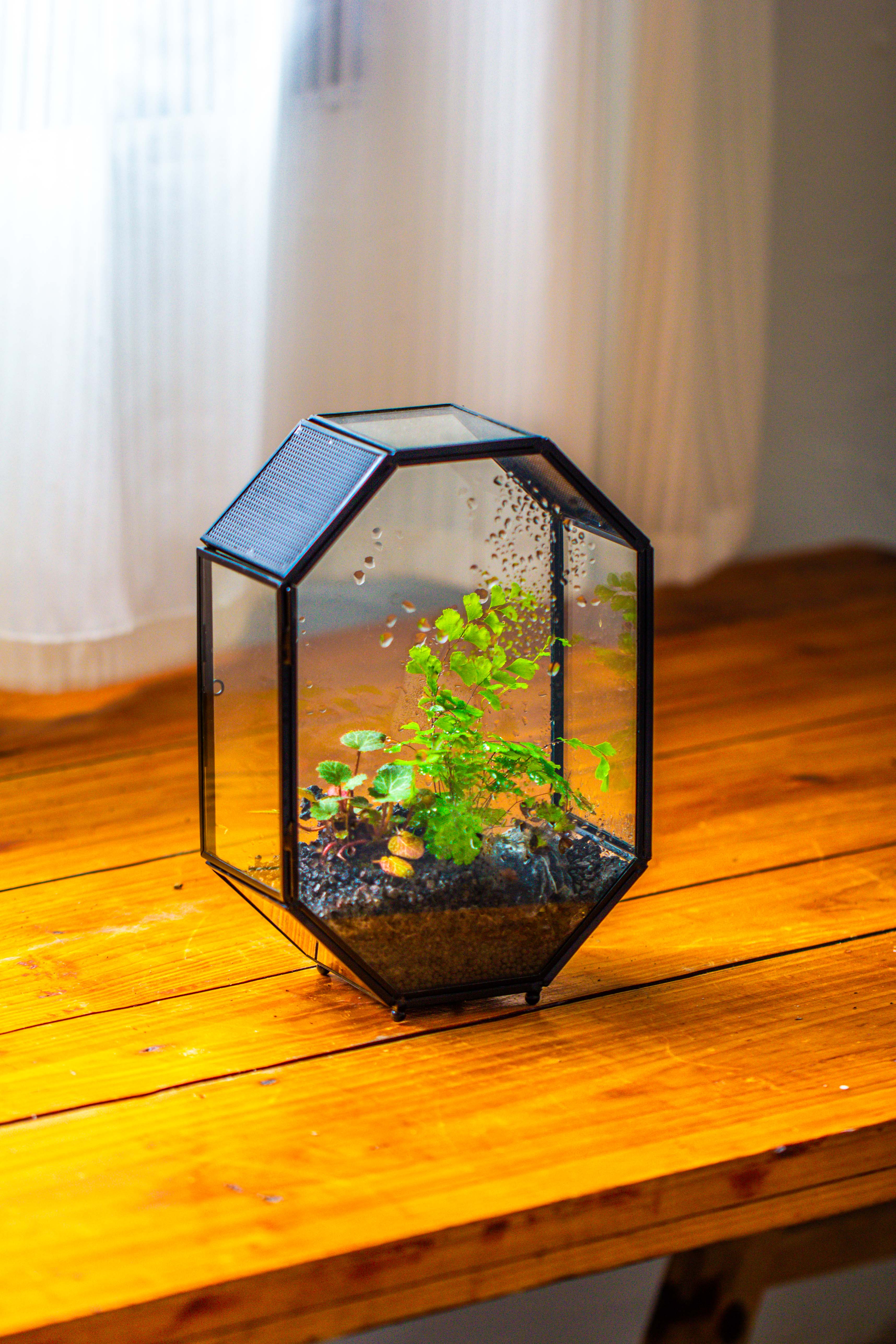 NCYP Octagon 6x8 inches Geometric Terrarium with vents for small insects - NCYPgarden