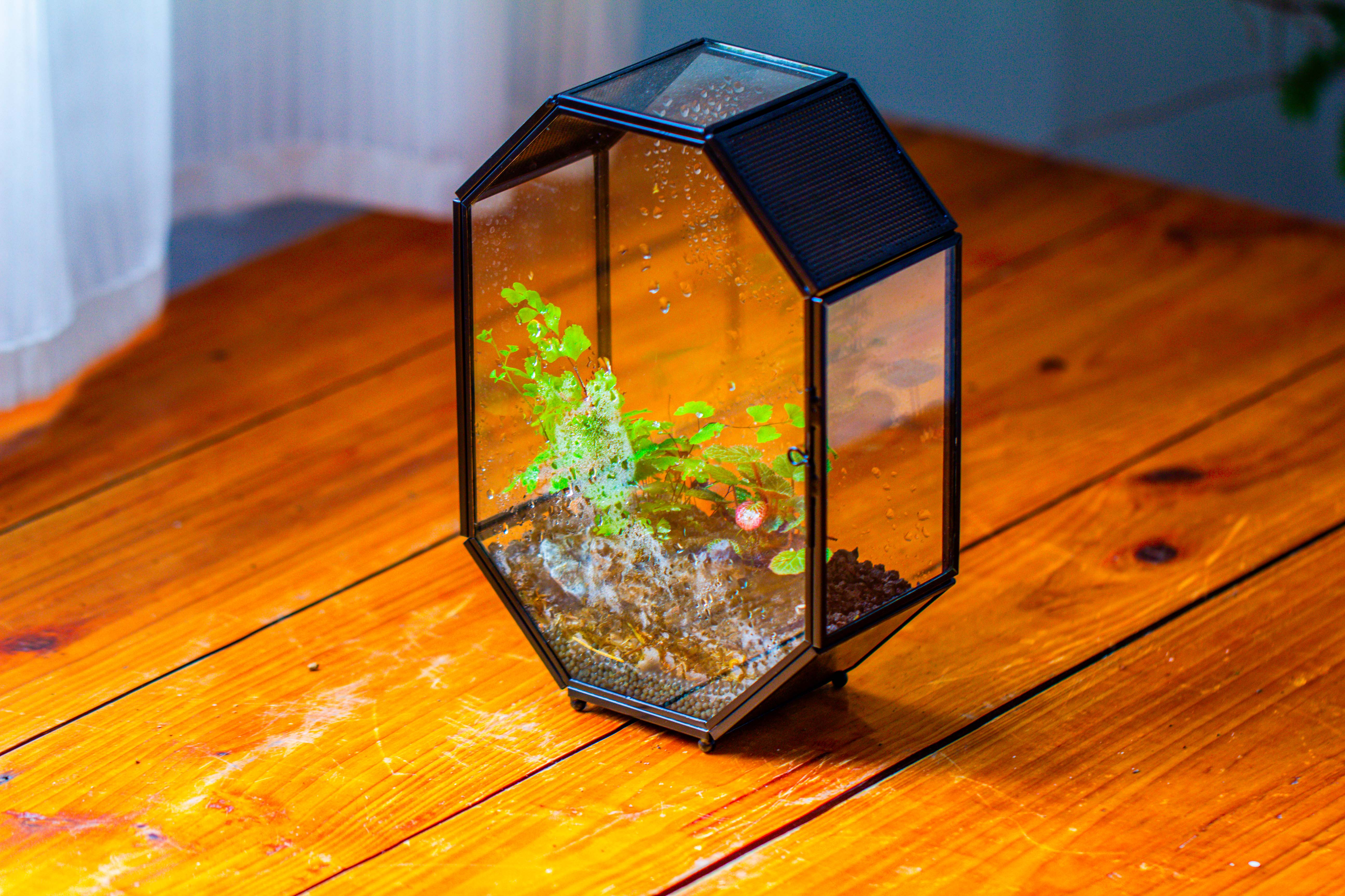 NCYP Octagon 6x8 inches Geometric Terrarium with vents for small insects - NCYPgarden