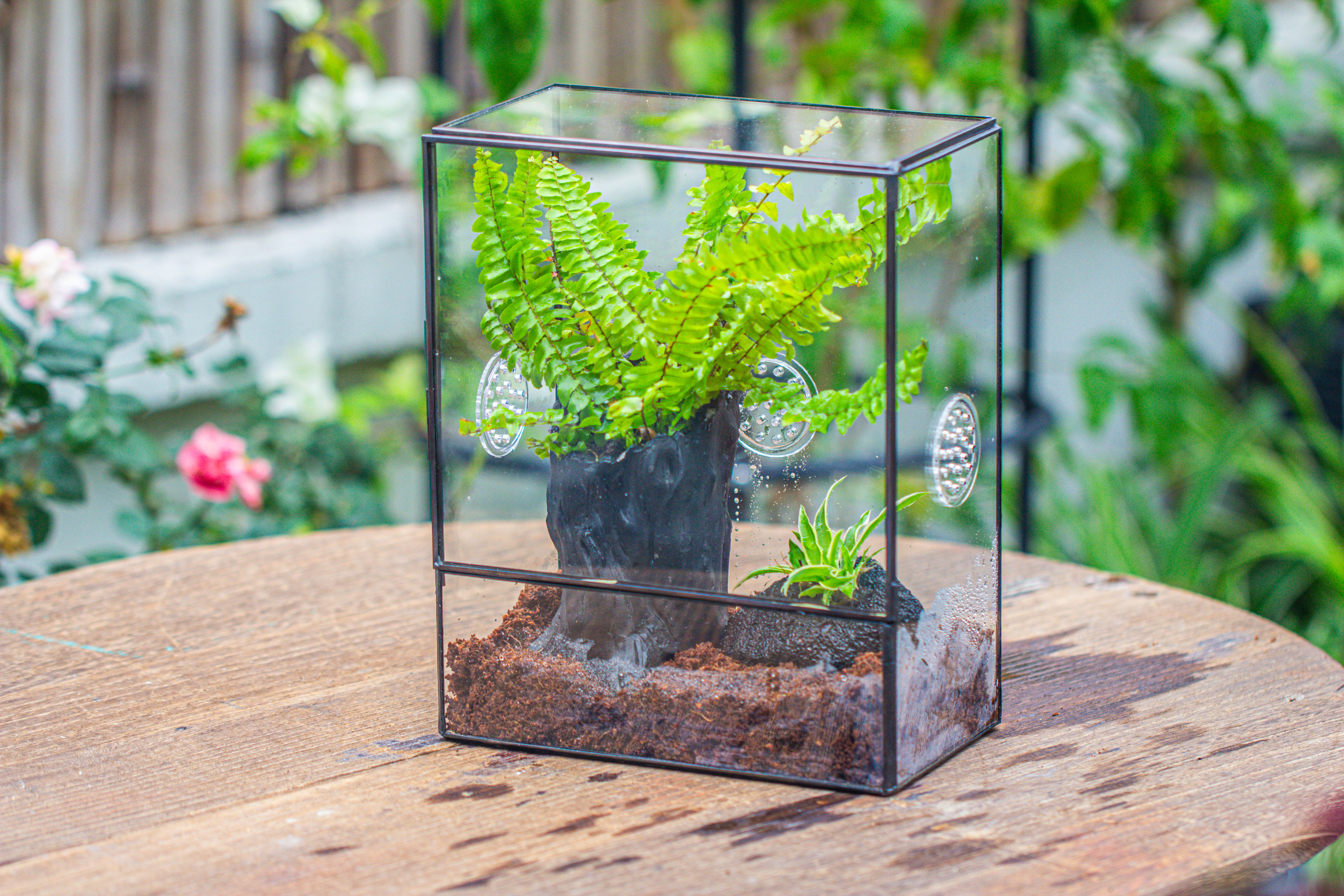 Handmade Close Glass Terrarium with Vents, with LED Grow Light Set, FOR insects, bugs - NCYPgarden