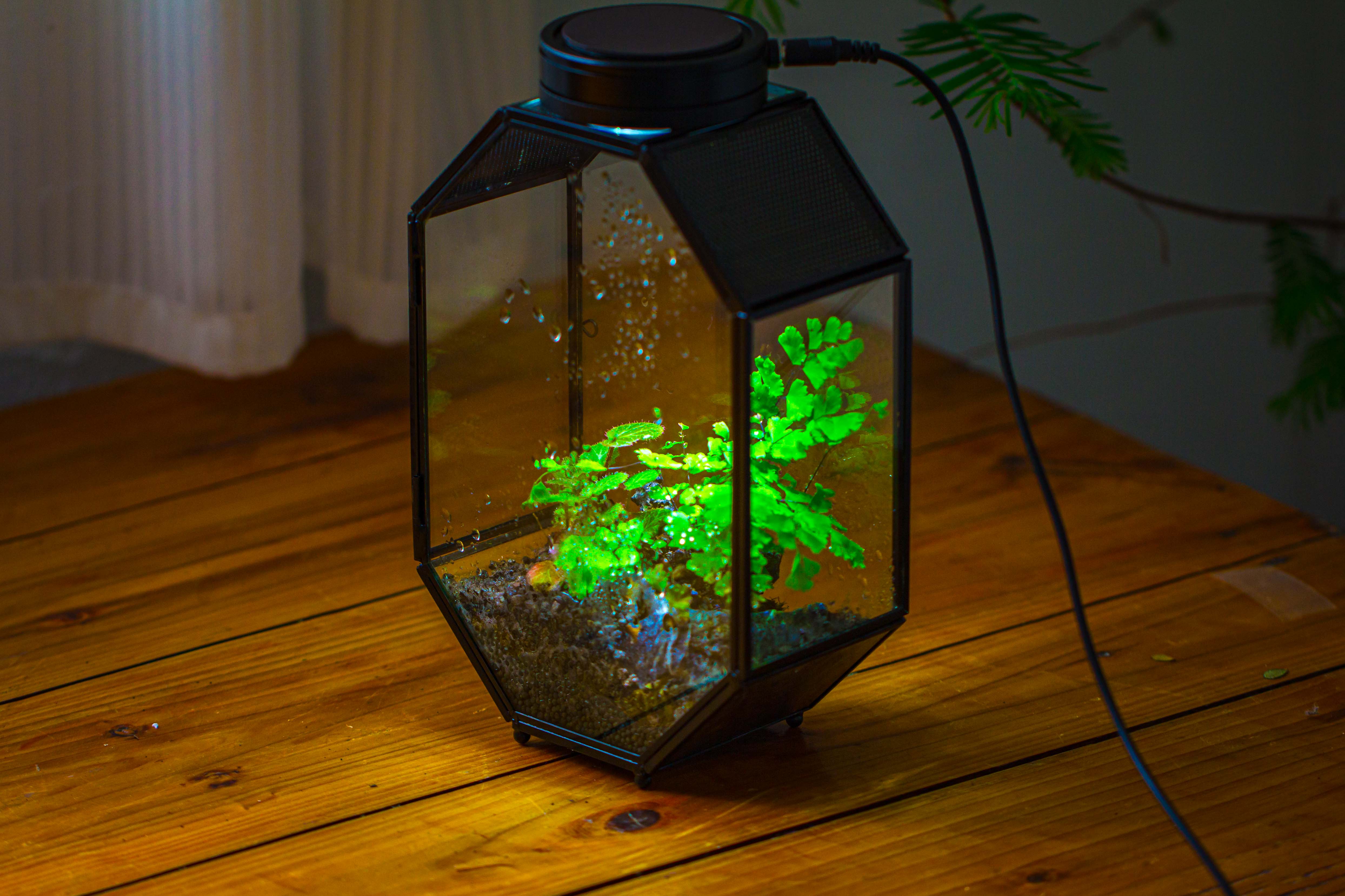 NCYP Octagon 6x8 inches Geometric Terrarium with vents for small insects - NCYPgarden