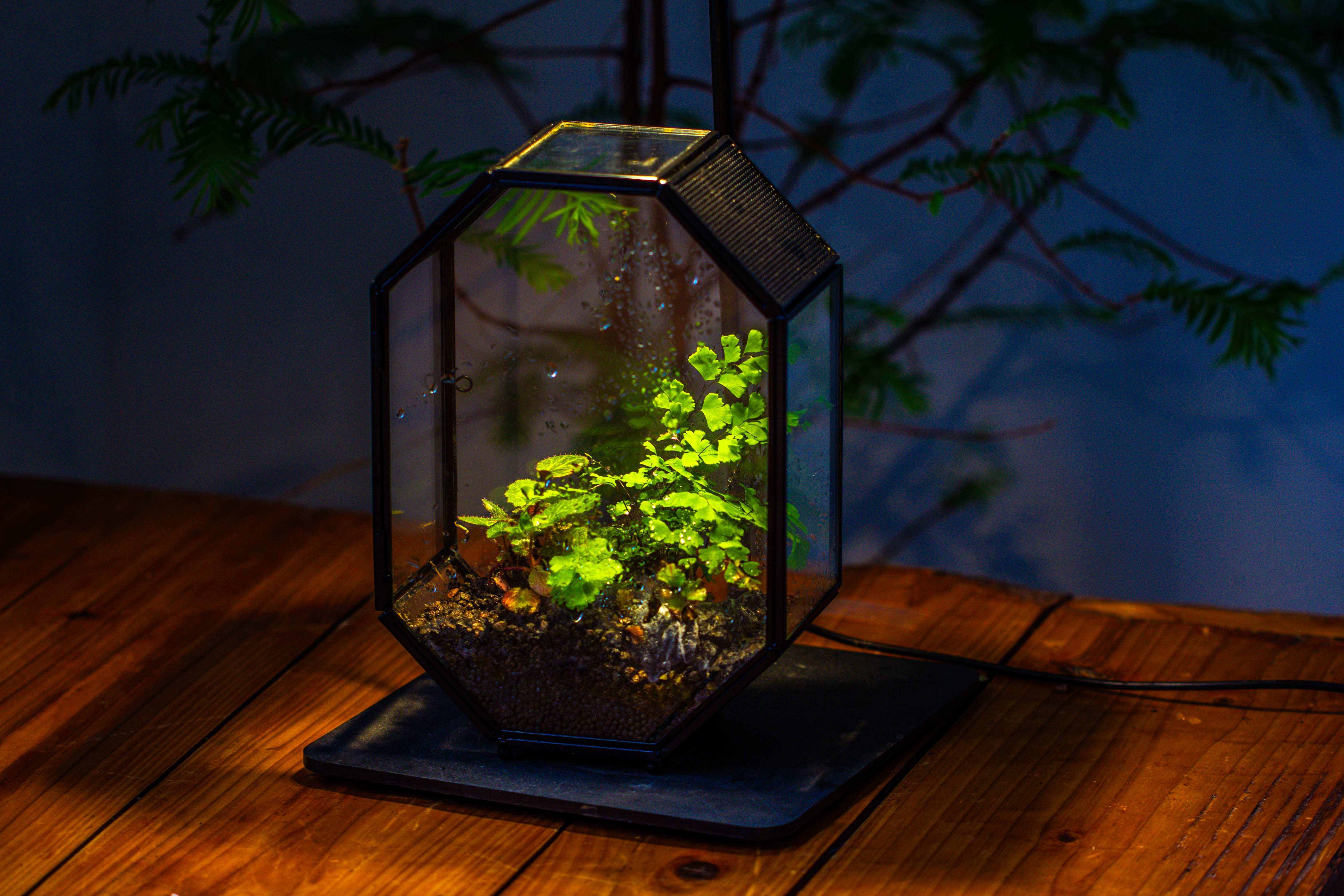 NCYP Octagon 6x8 inches Geometric Terrarium with vents for small insects - NCYPgarden