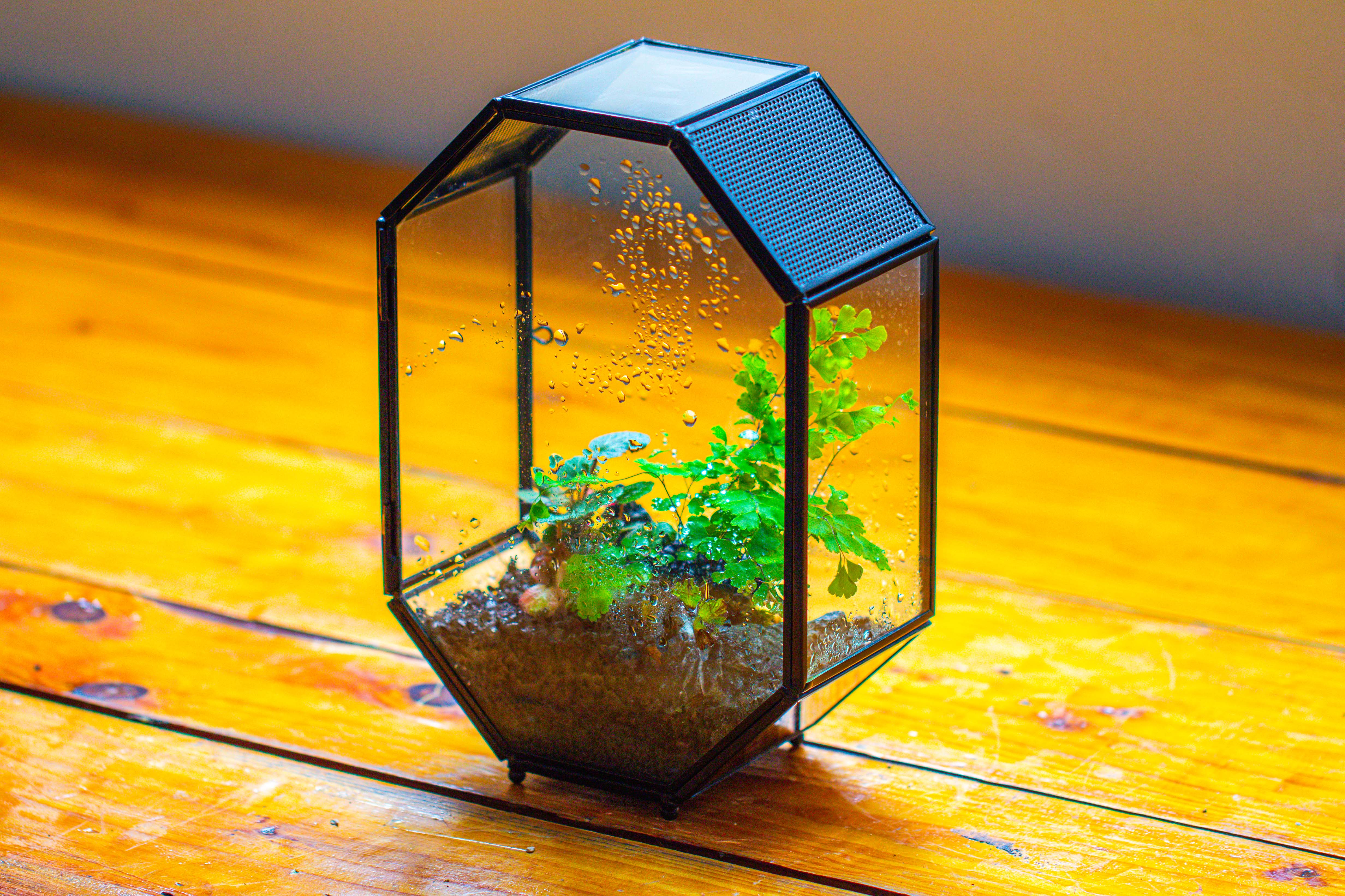NCYP Octagon 6x8 inches Geometric Terrarium with vents for small insects - NCYPgarden