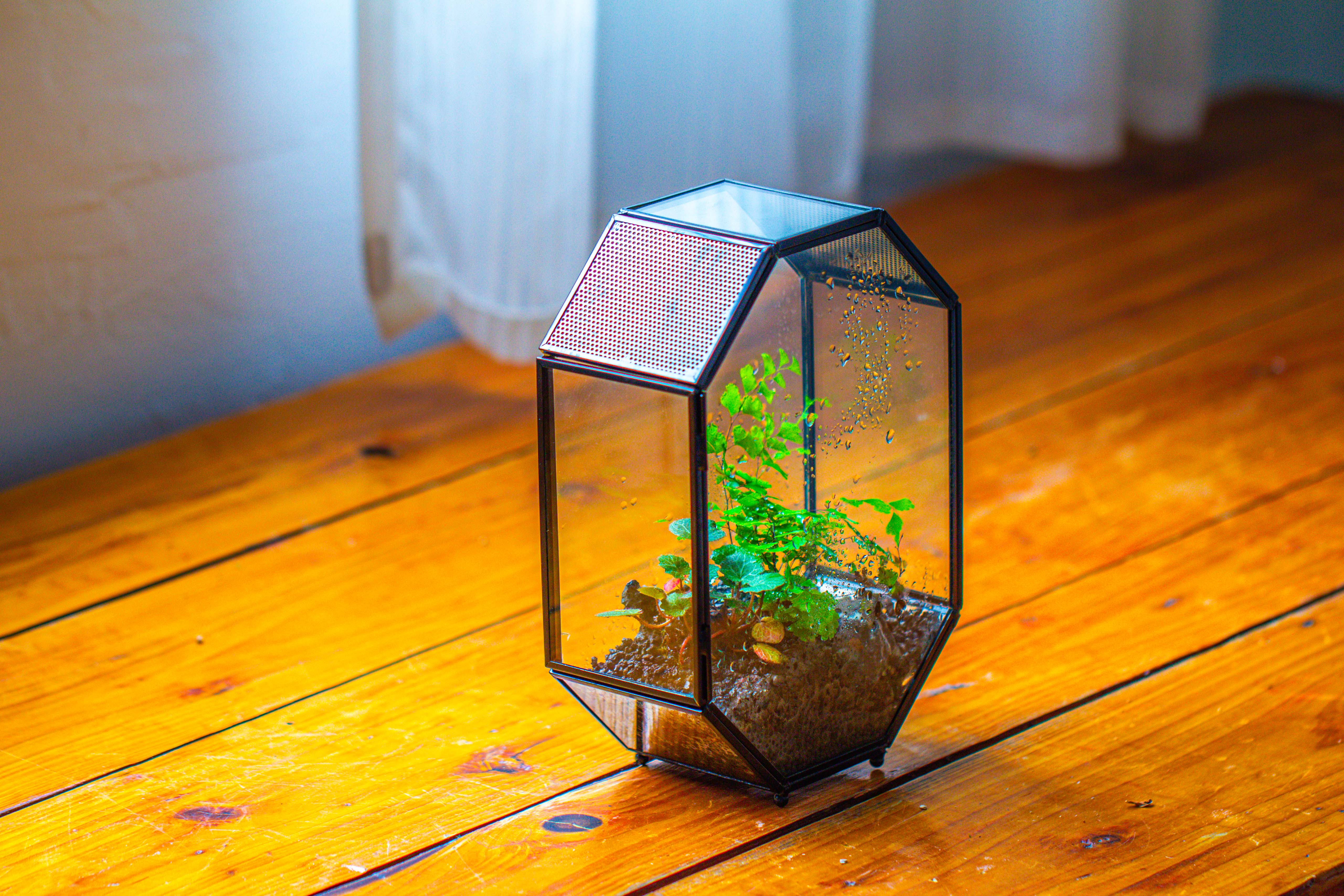 NCYP Octagon 6x8 inches Geometric Terrarium with vents for small insects - NCYPgarden