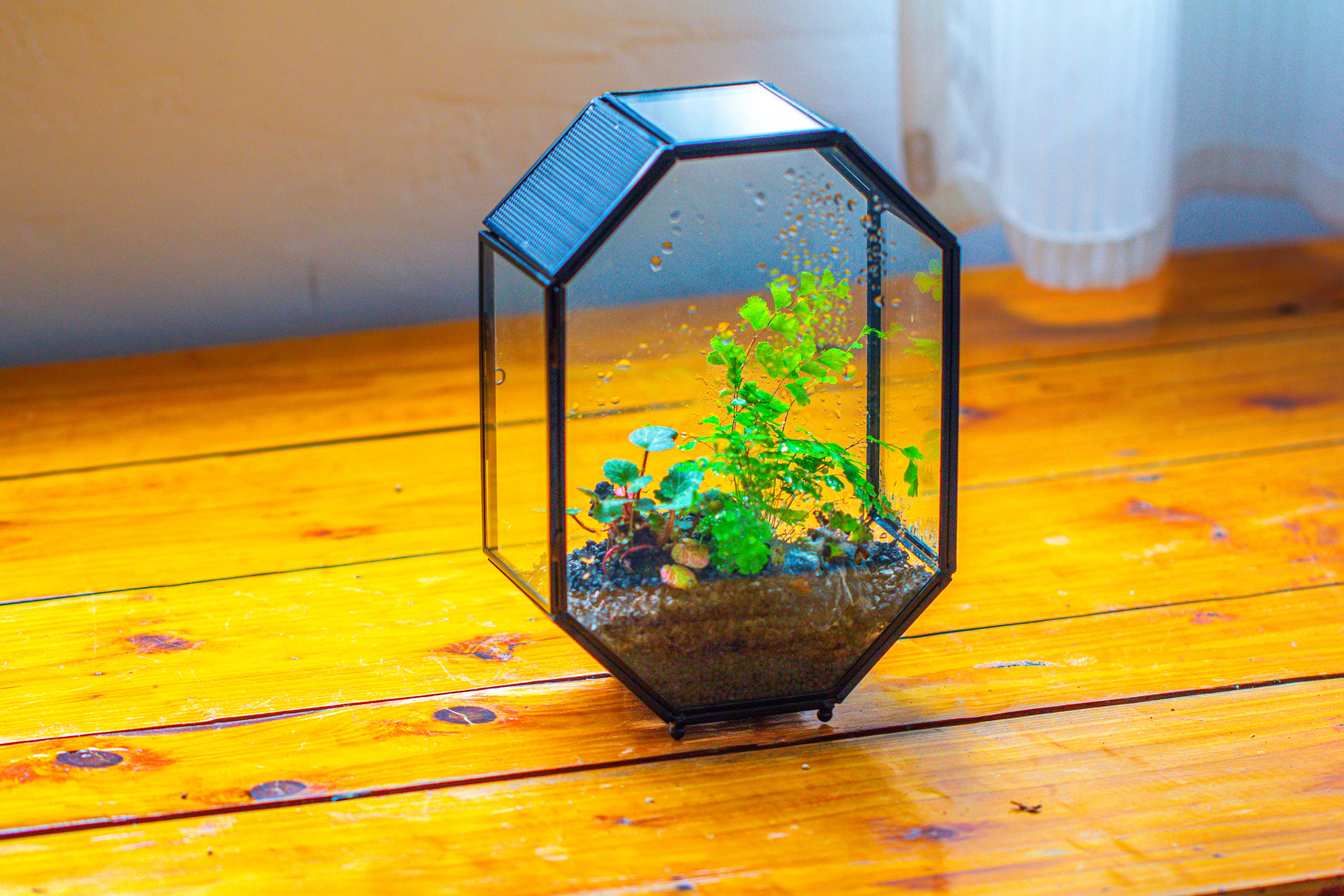 NCYP Octagon 6x8 inches Geometric Terrarium with vents for small insects - NCYPgarden