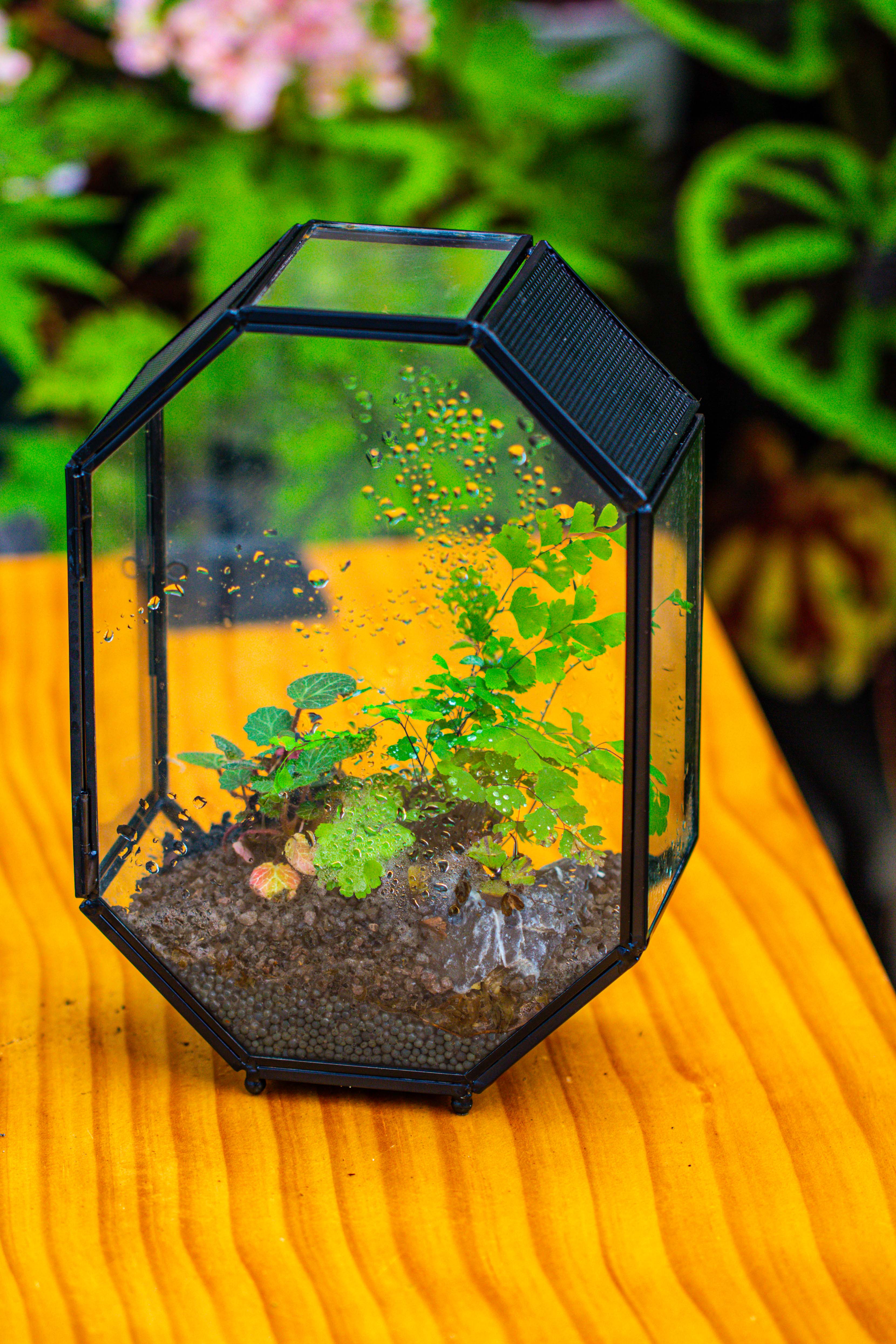 NCYP Octagon 6x8 inches Geometric Terrarium with vents for small insects - NCYPgarden