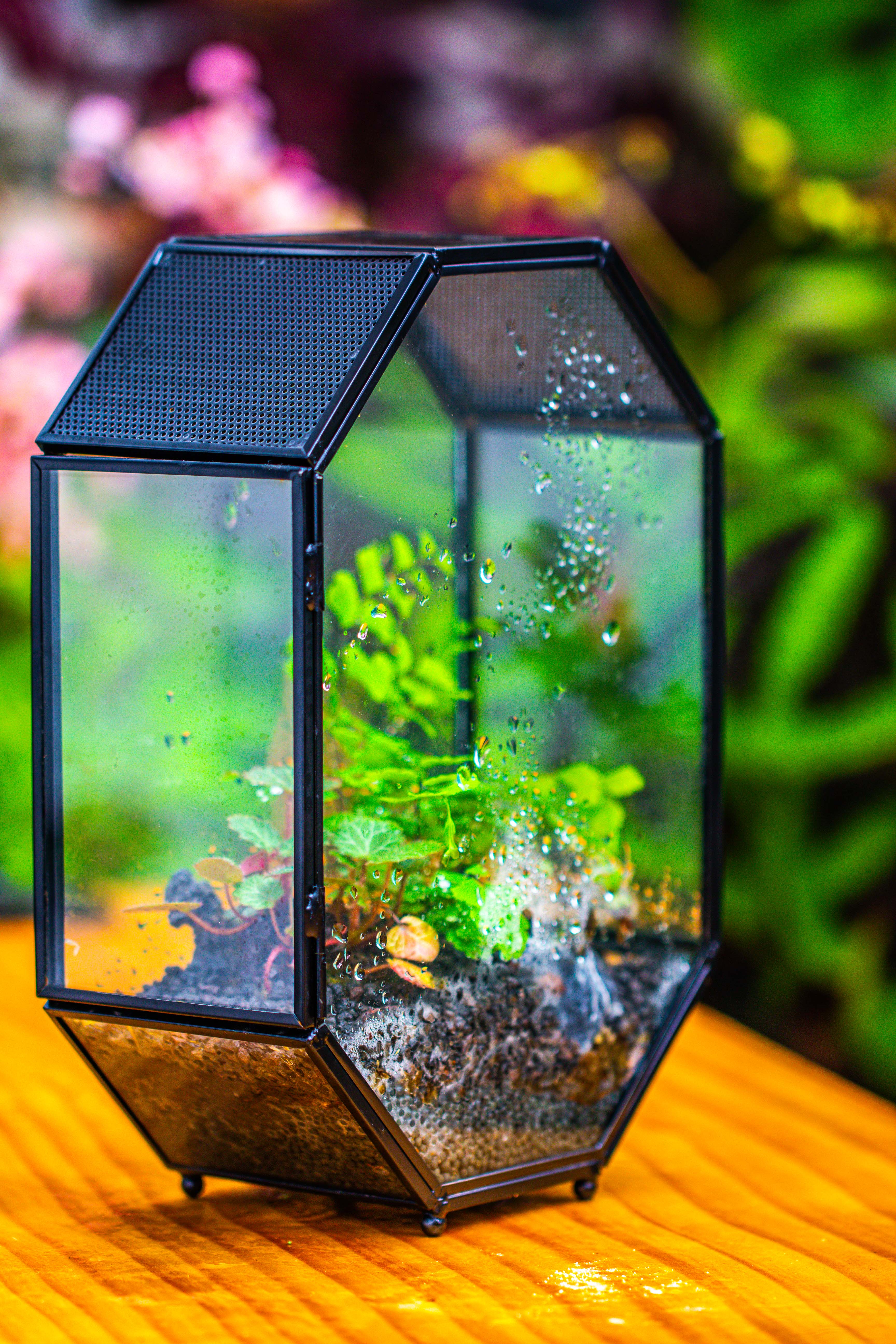 NCYP Octagon 6x8 inches Geometric Terrarium with vents for small insects - NCYPgarden