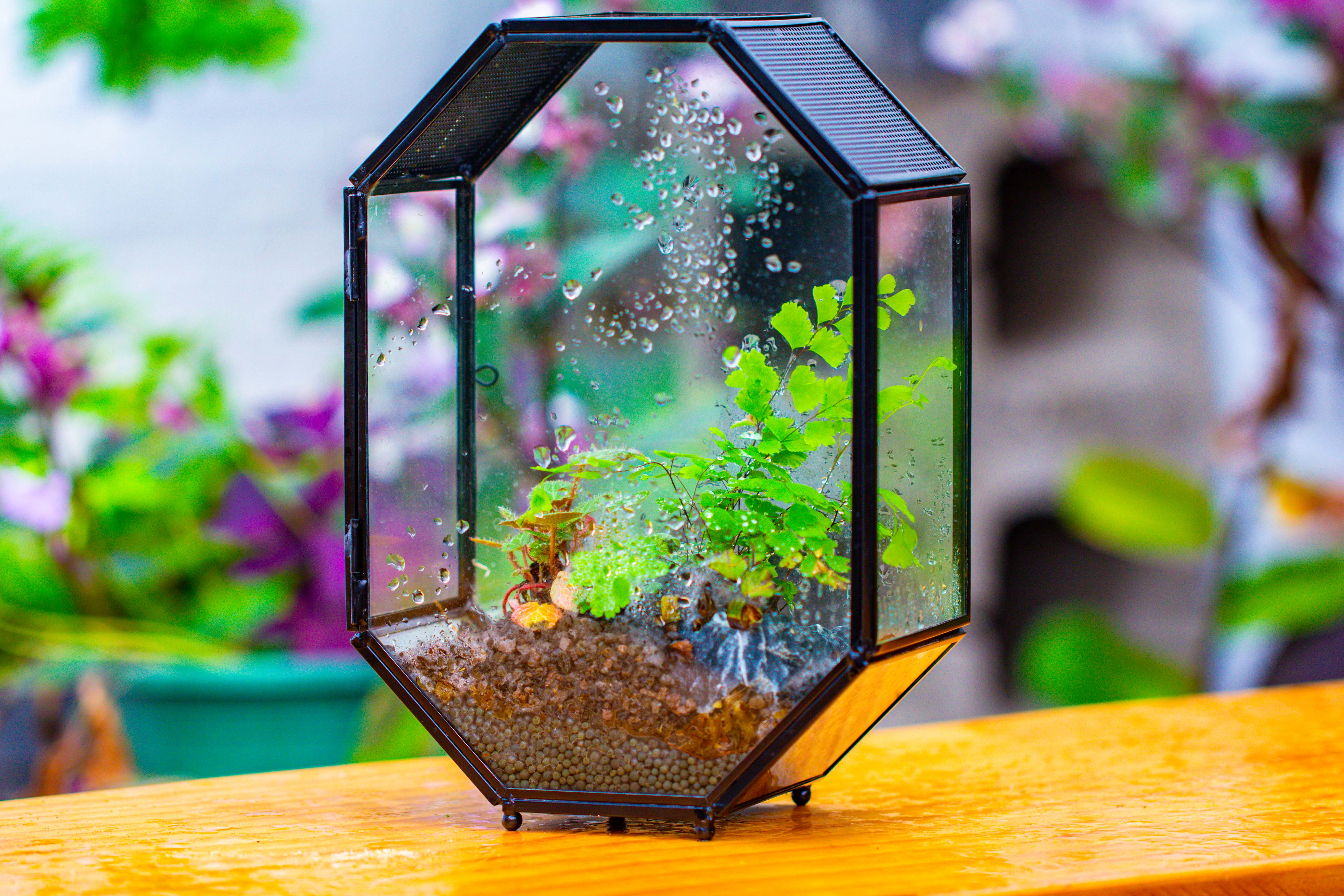 NCYP Octagon 6x8 inches Geometric Terrarium with vents for small insects - NCYPgarden