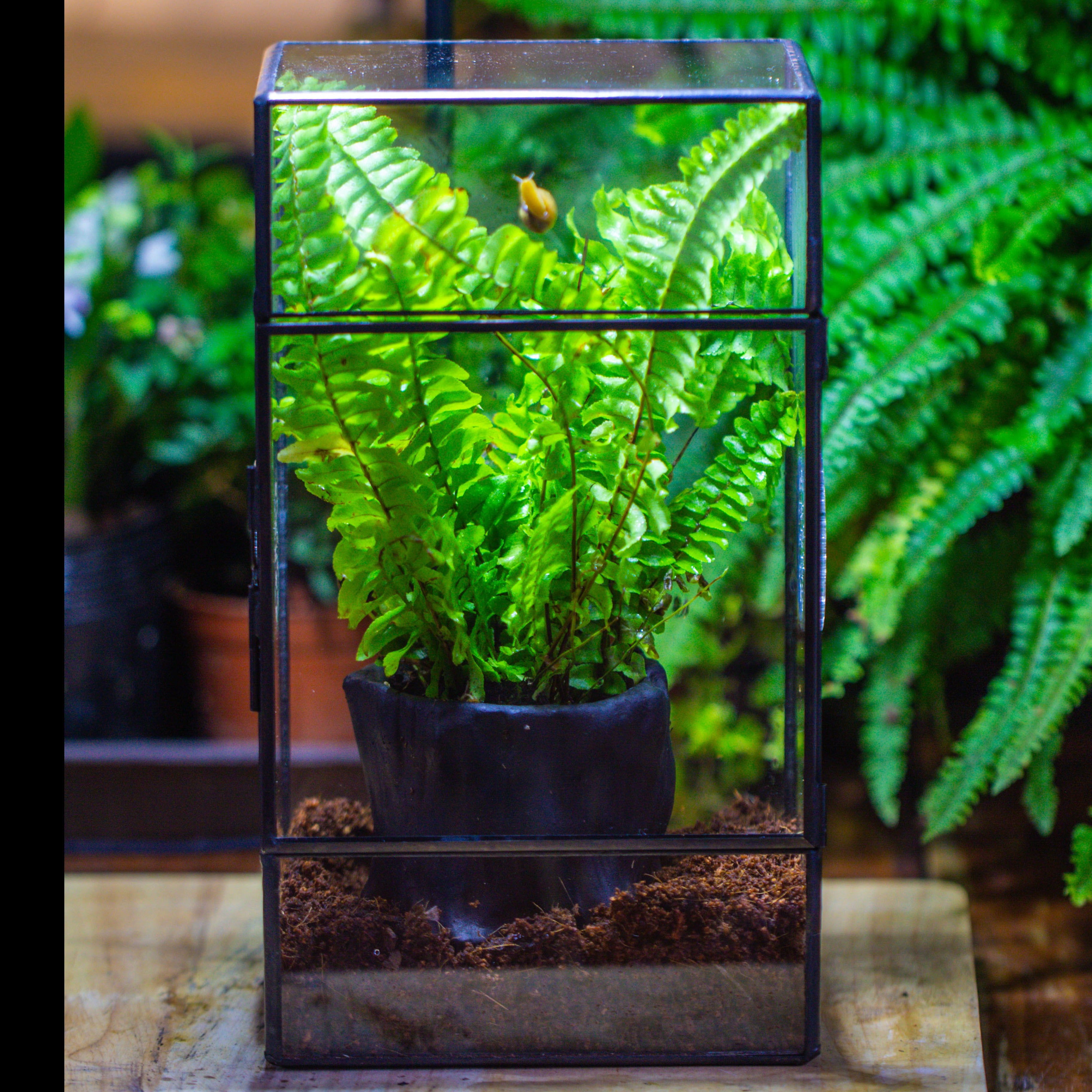 竖版长方形 三孔 小号 - NCYPgarden