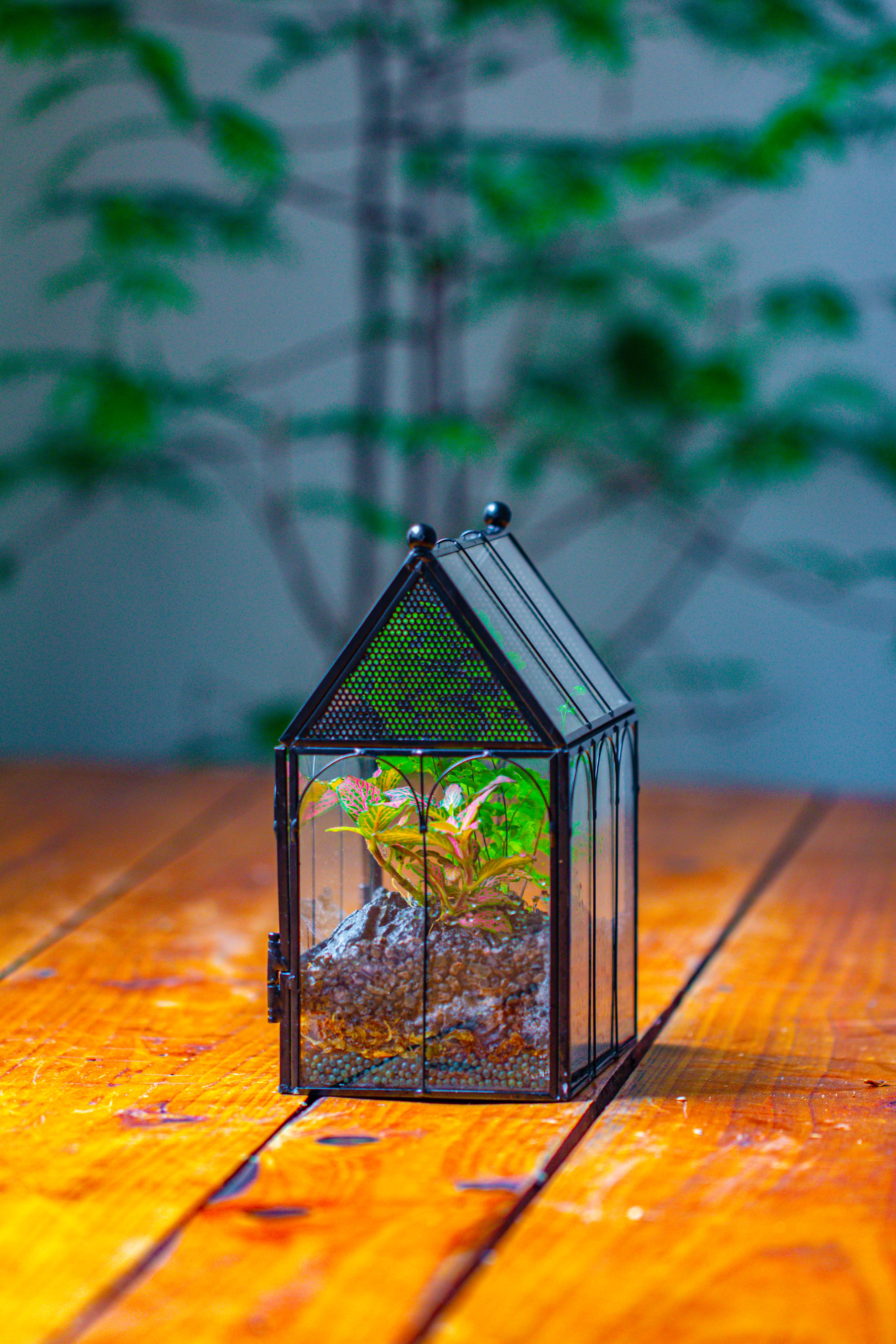 Vintage Mini House Shape Glass Geometric Terrarium for Jumping spider - NCYPgarden