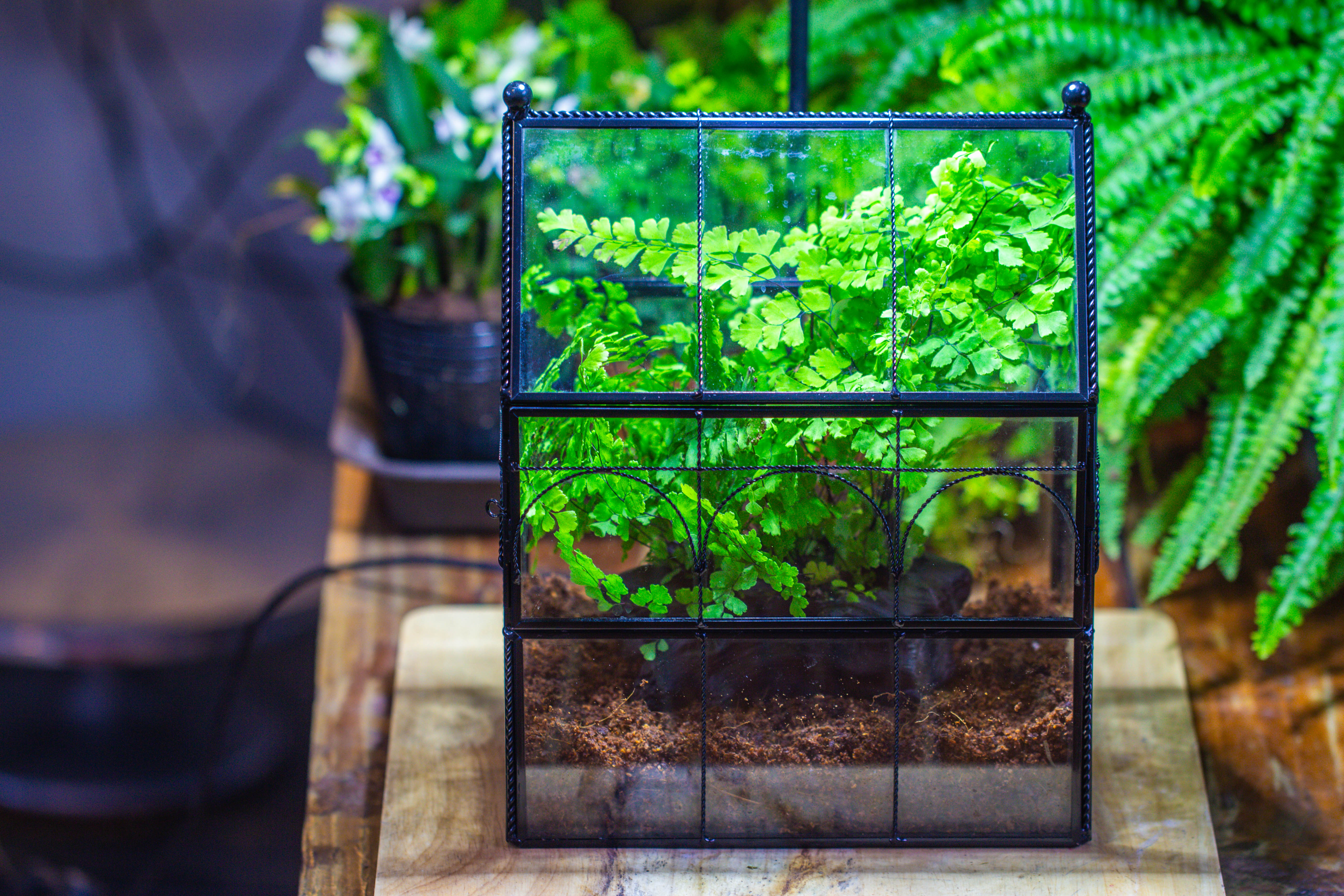 Handmade Twisted Wire House Shape Glass Geometric Terrarium with LED Light Set, Snail Jumping Spider Enclosure, Insect Container Set - NCYPgarden