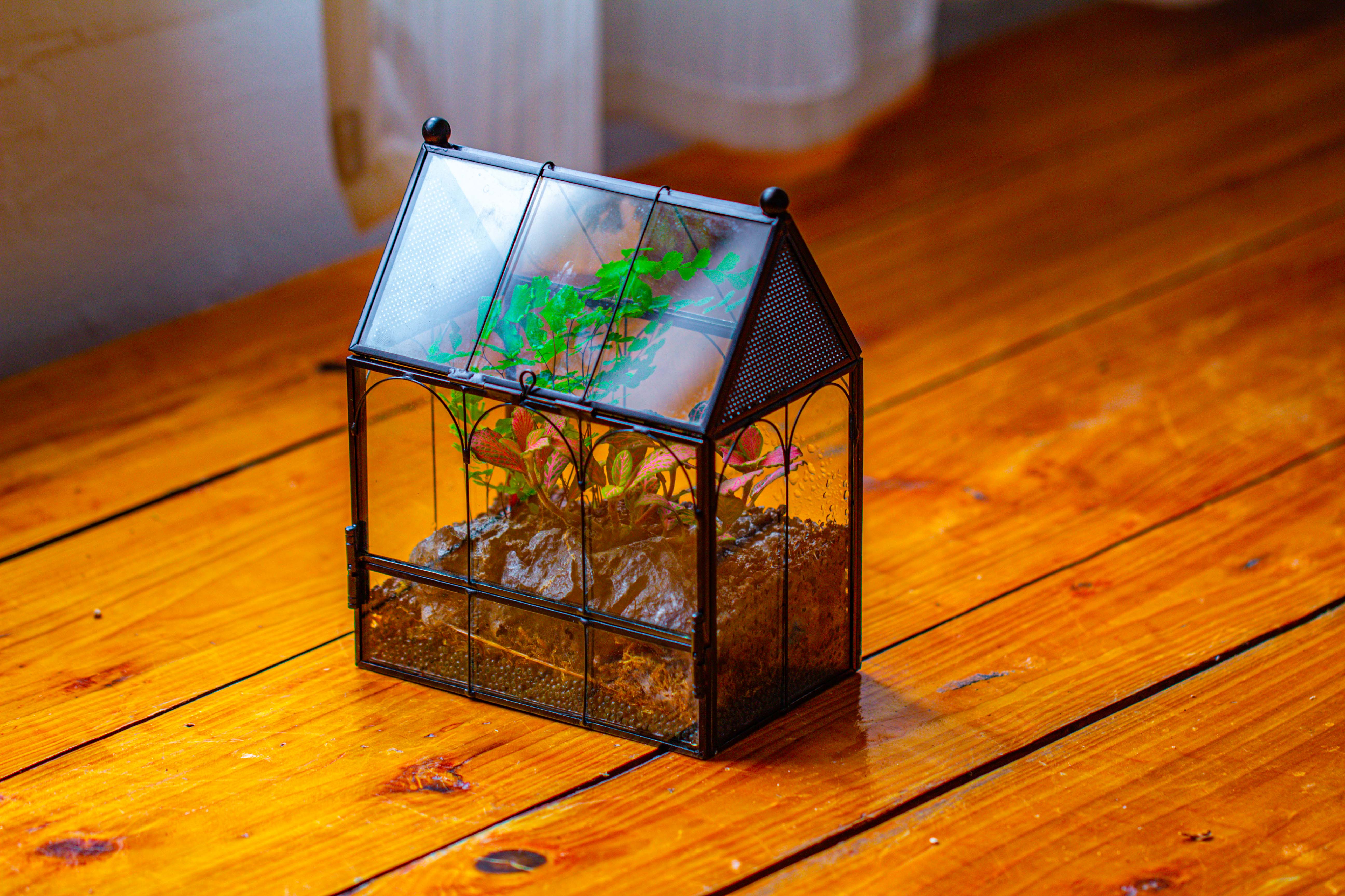 Vintage Mini House Shape Glass Geometric Terrarium for Jumping spider - NCYPgarden
