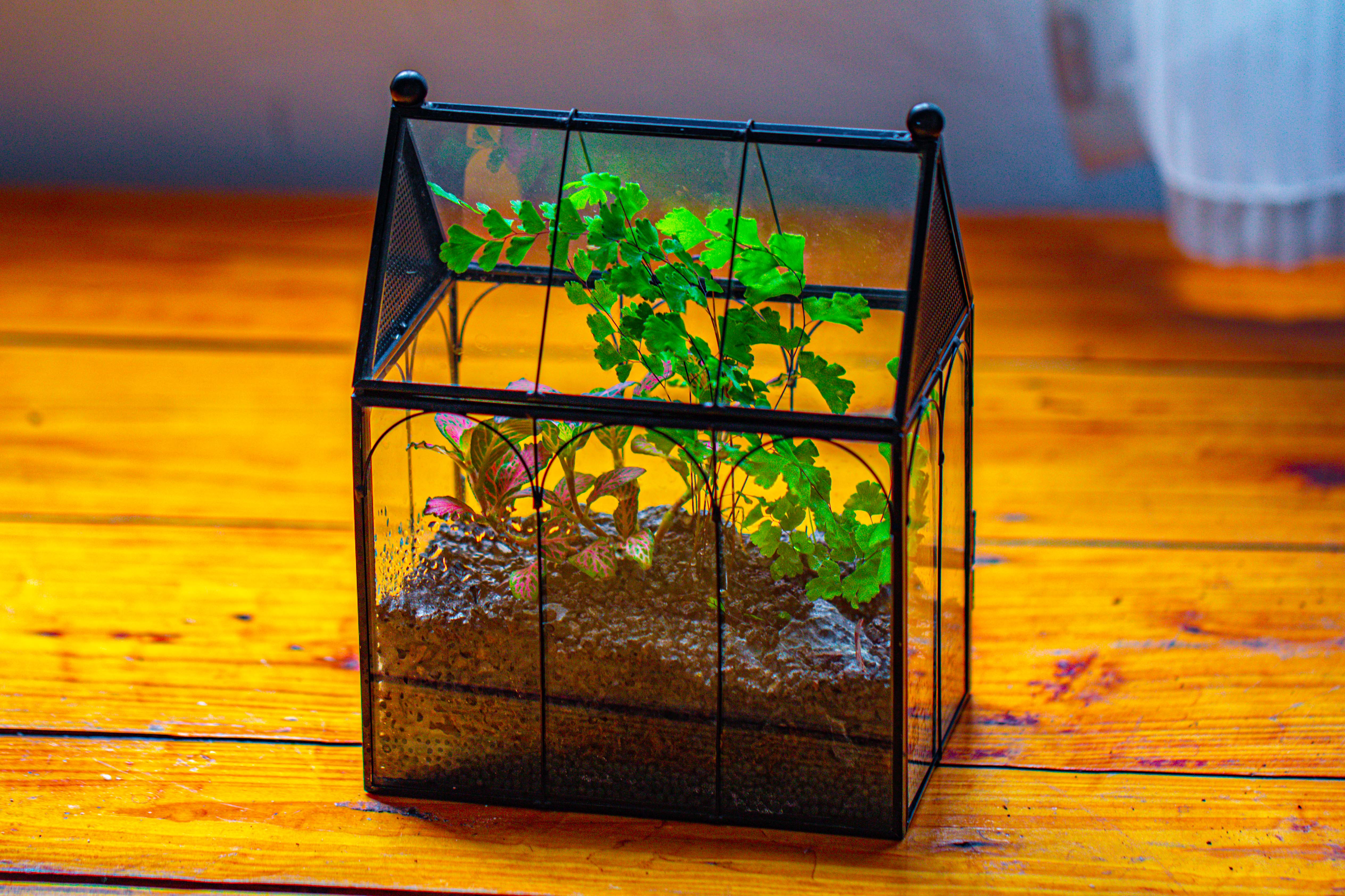 Vintage Mini House Shape Glass Geometric Terrarium for Jumping spider - NCYPgarden