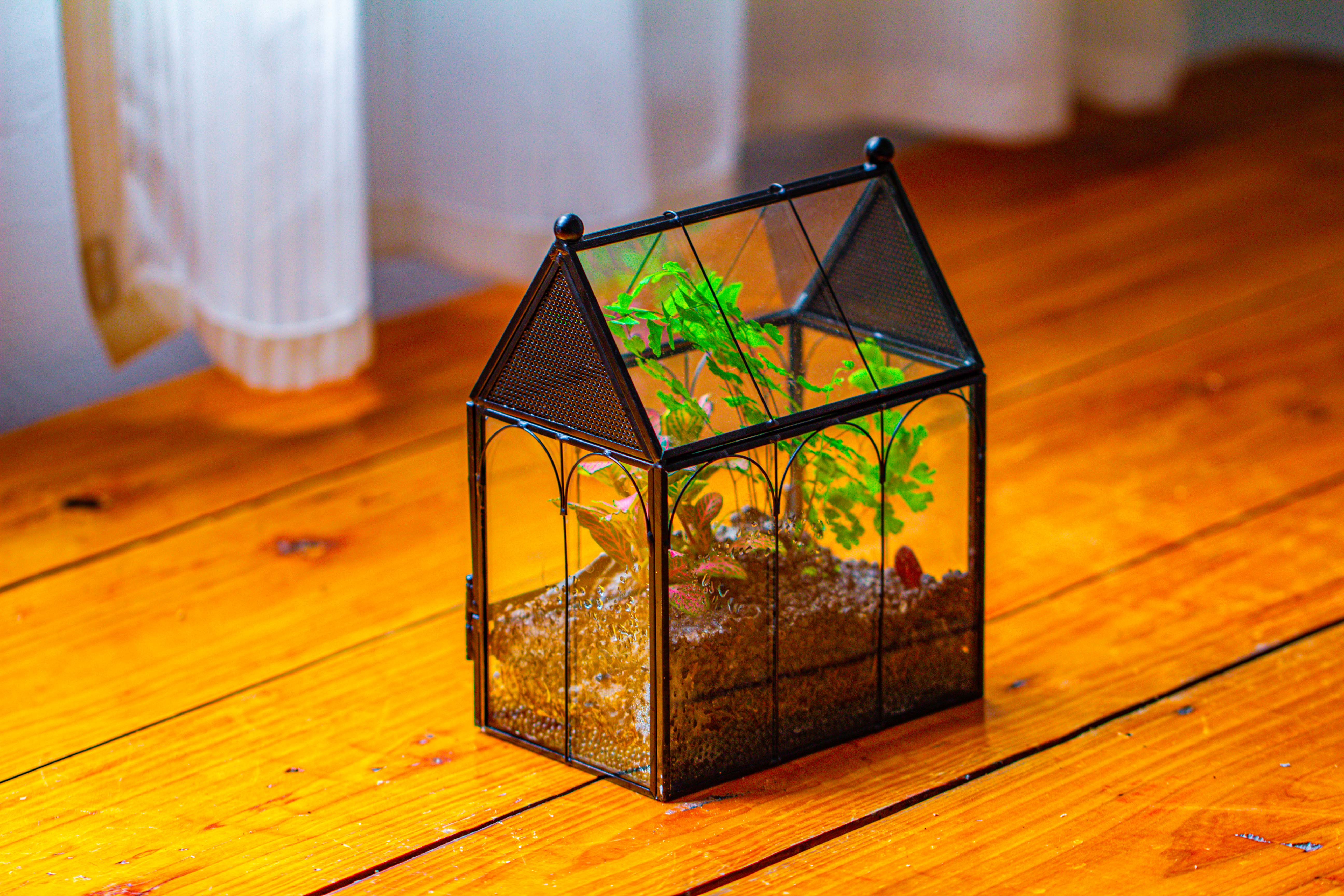 Vintage Mini House Shape Glass Geometric Terrarium for Jumping spider - NCYPgarden