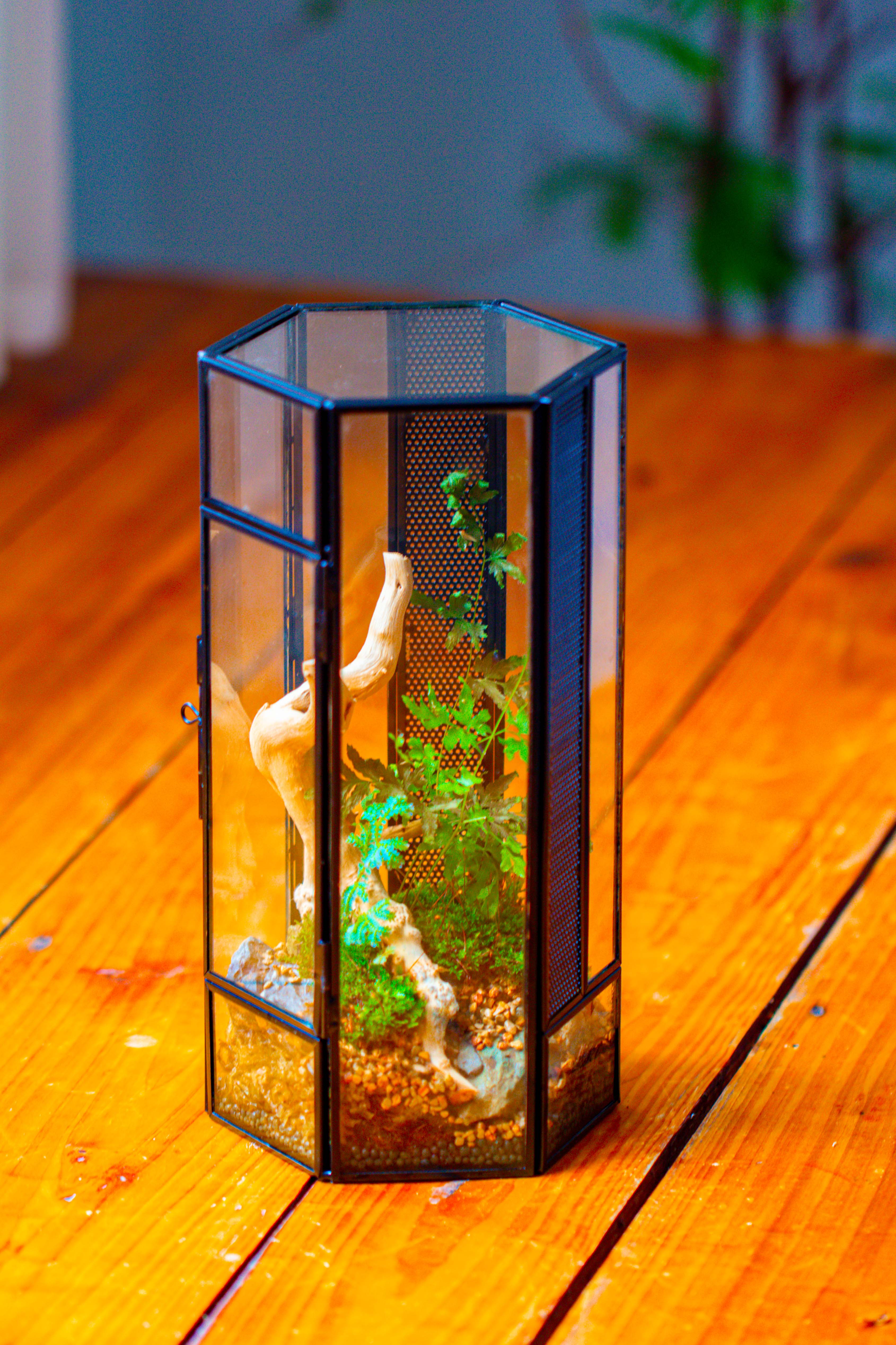 NCYP Tall Hexagon Mimi  Geometric Terrarium for Spiders and small Insects - NCYPgarden