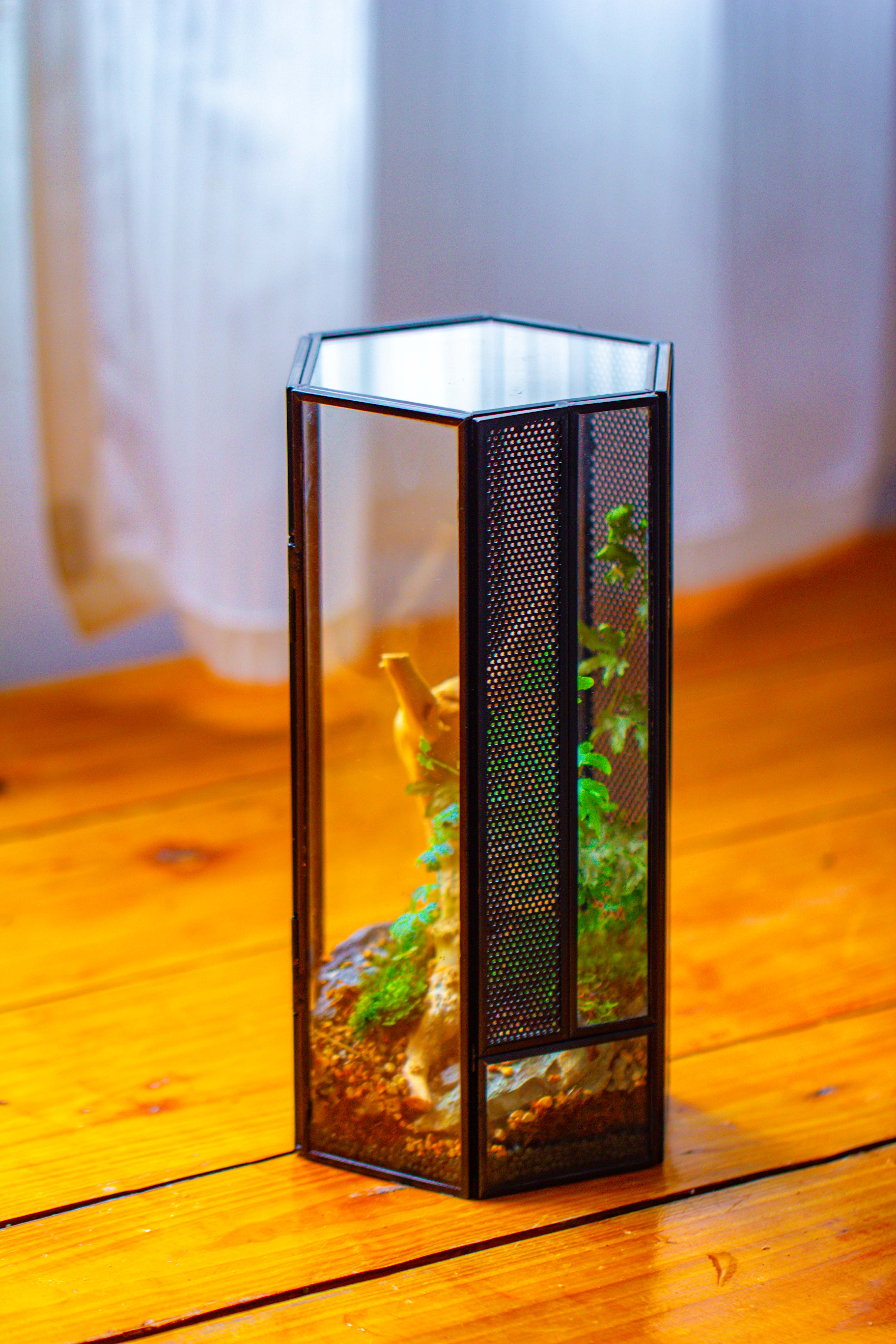 NCYP Tall Hexagon Mimi  Geometric Terrarium for Spiders and small Insects - NCYPgarden
